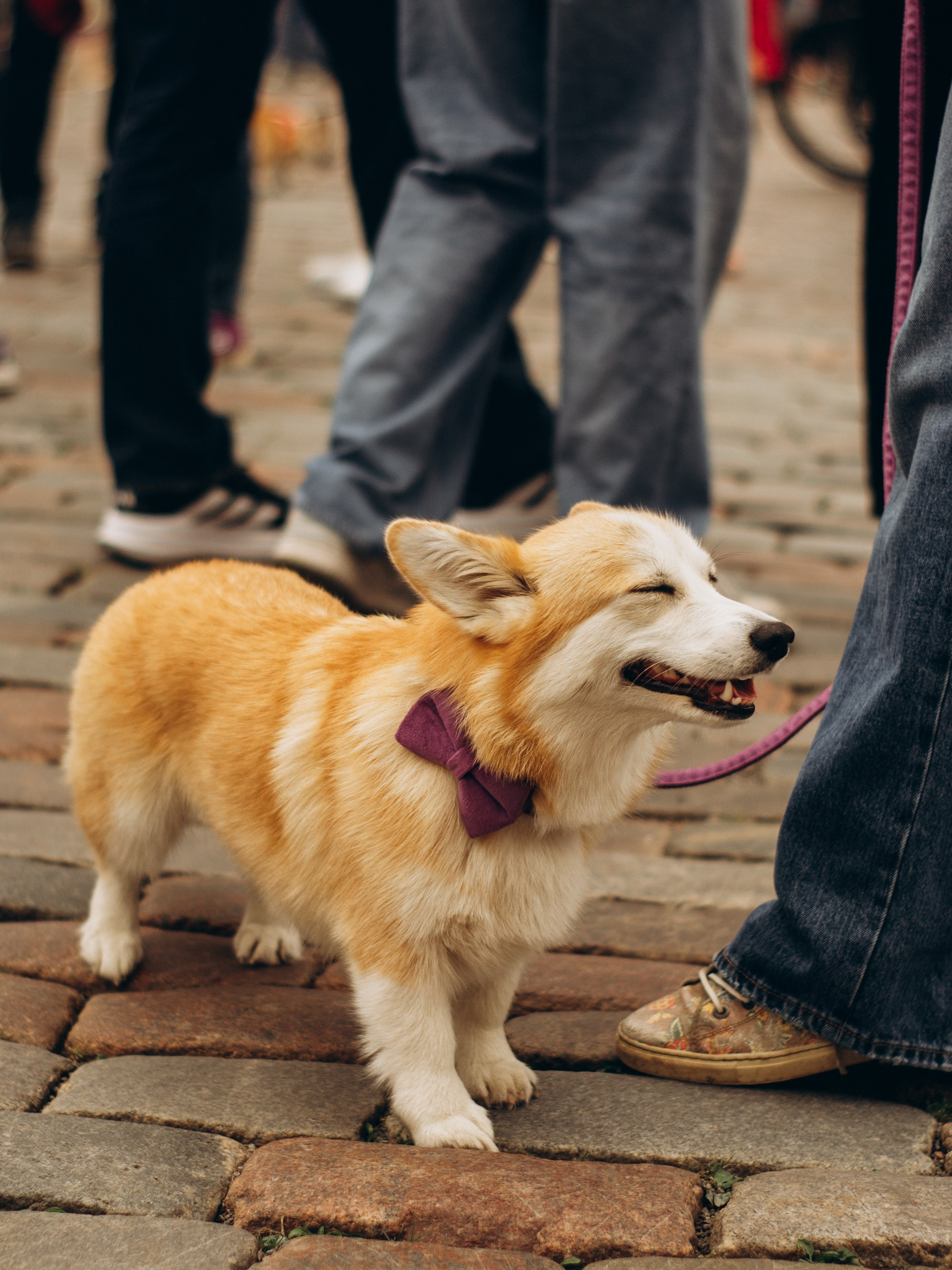 Corgi party, september. Kat Laisaar — Pet photographer in Tallinn