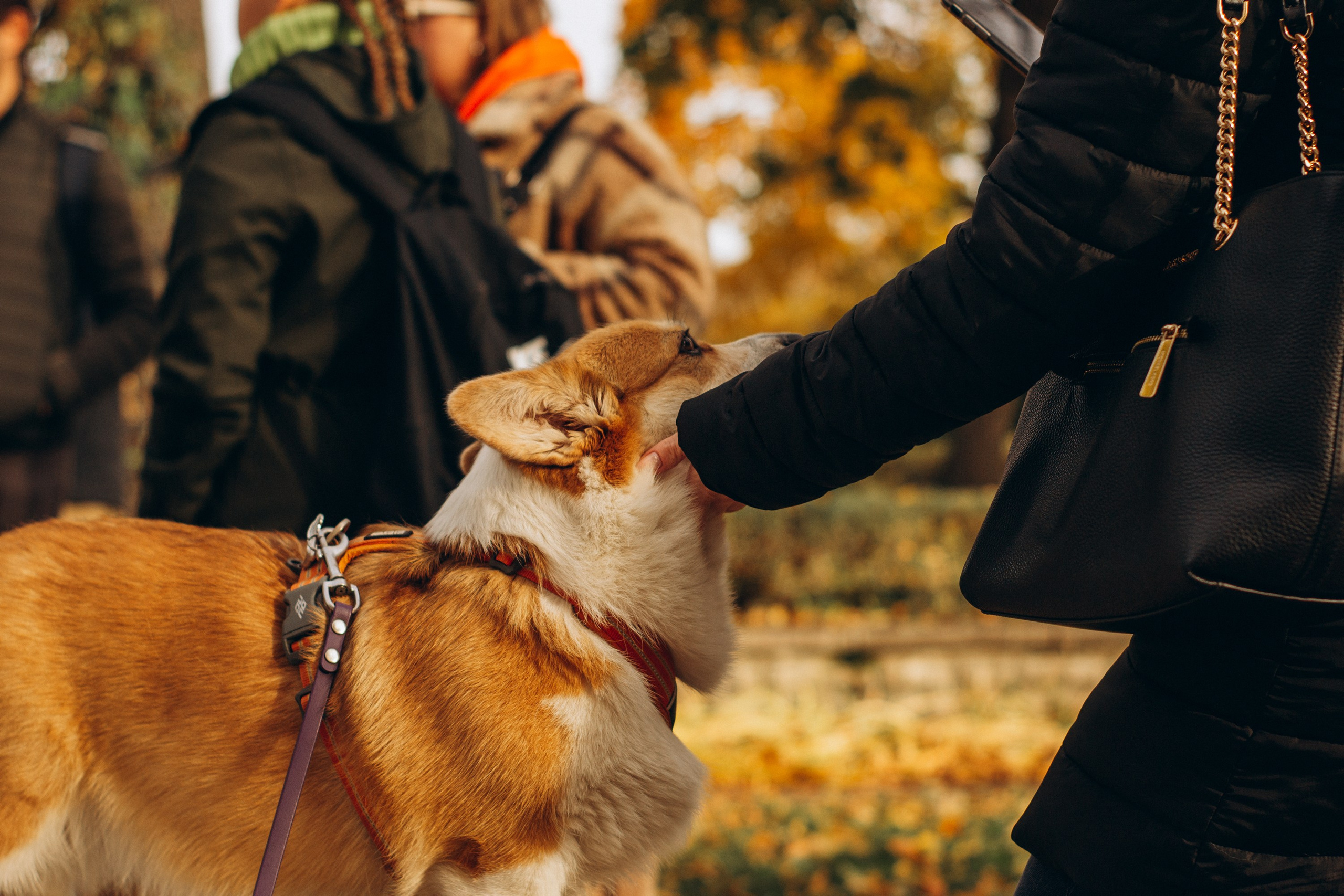 Corgi party, october. Kat Laisaar — Pet photographer in Tallinn