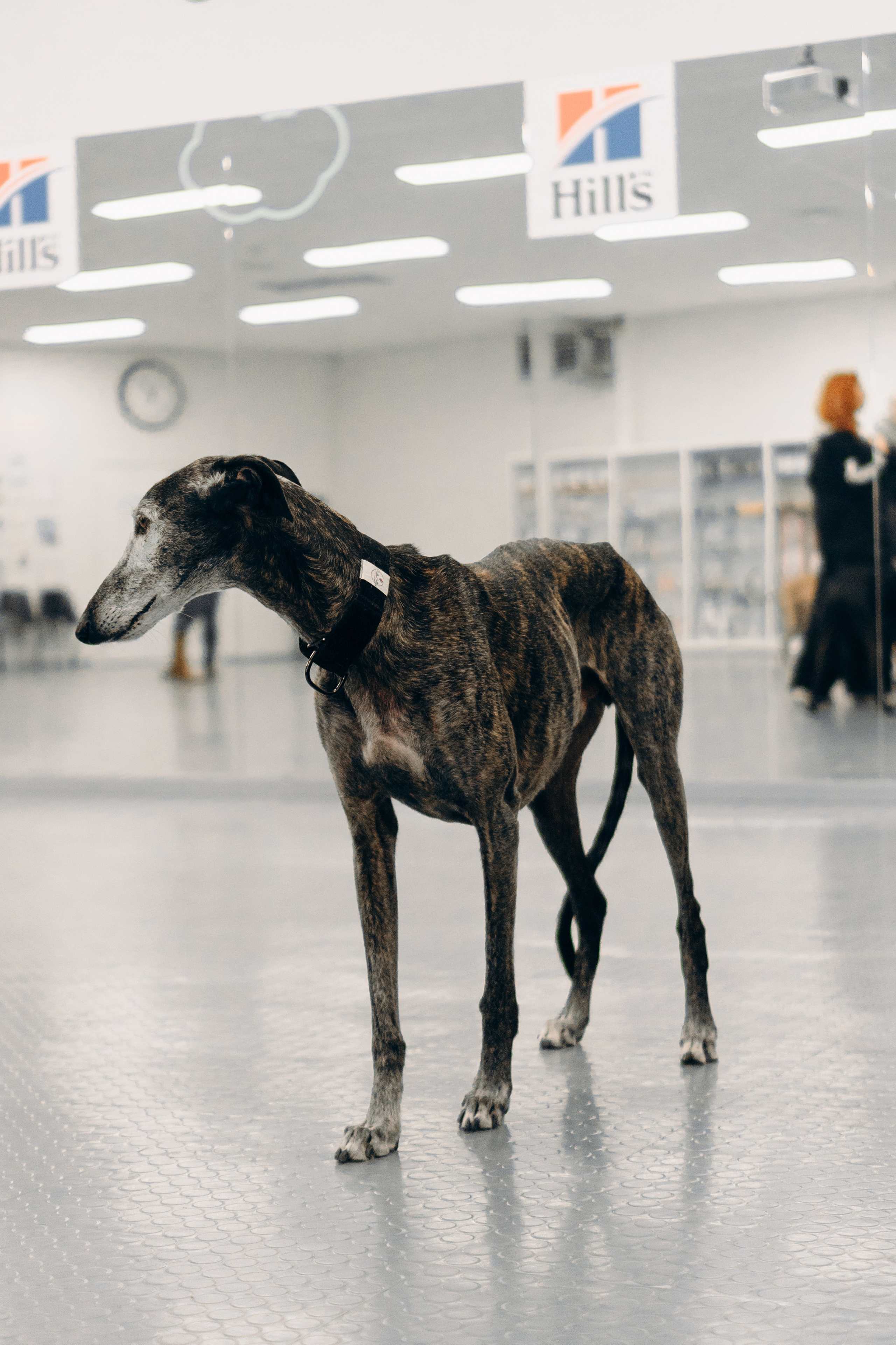 GalgoTreff / PetCity Rannamõisa, 13 apr. 2025. Kat Laisaar — Pet photographer in Tallinn