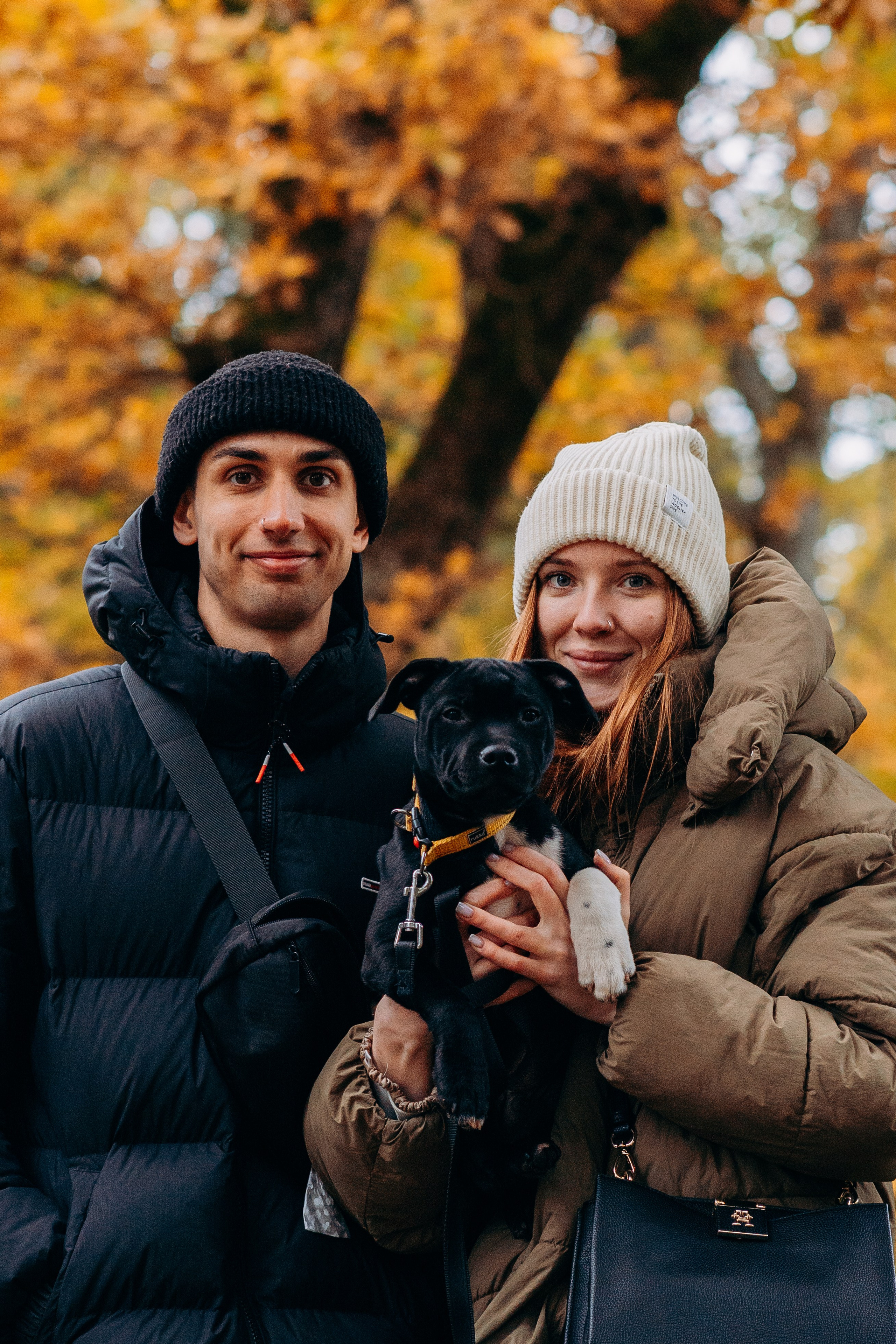 Staffordshire Bull Terriers Meetup. Kat Laisaar — Pet photographer in Tallinn