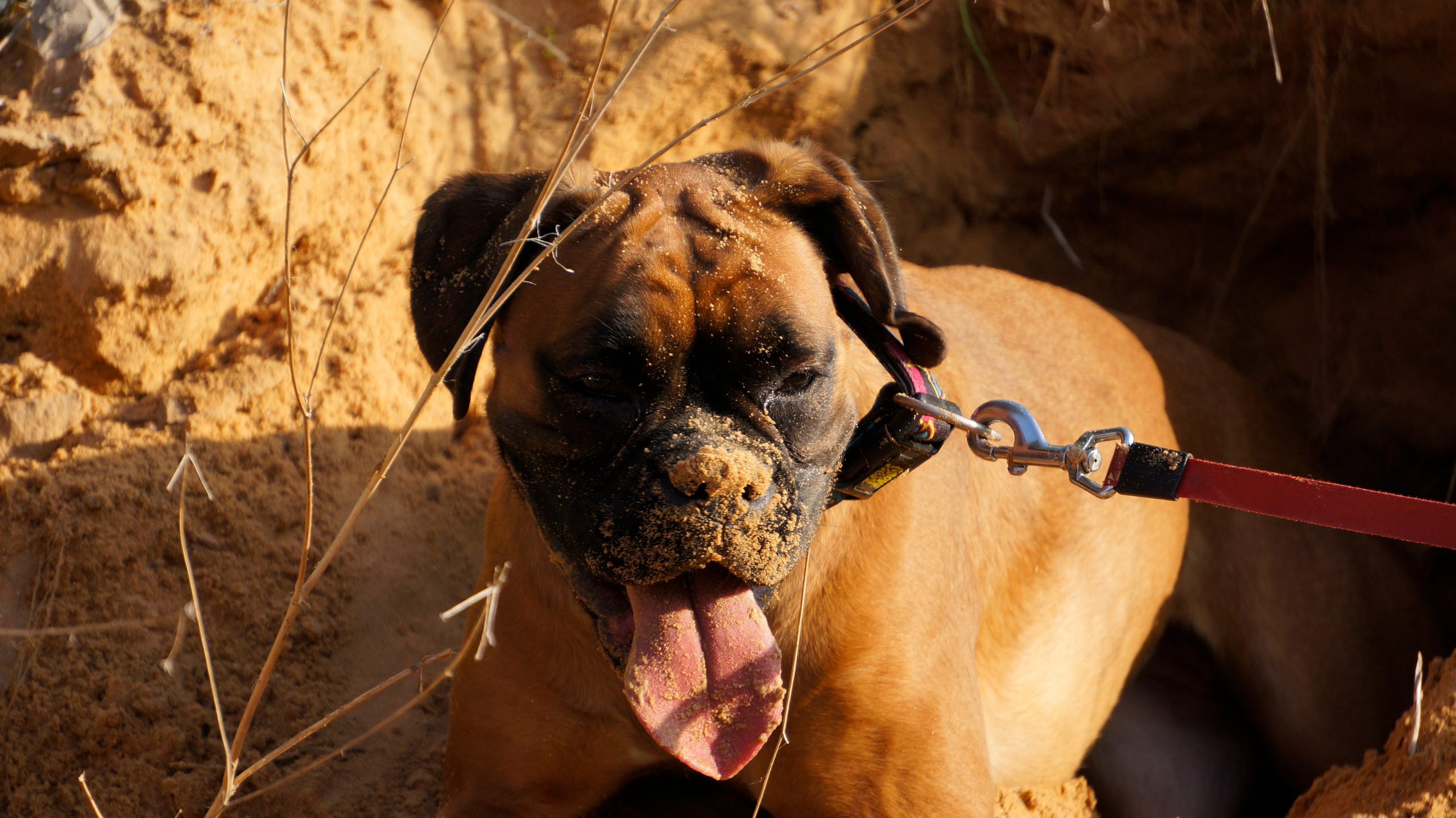 My ״Star״ Boxer Dog