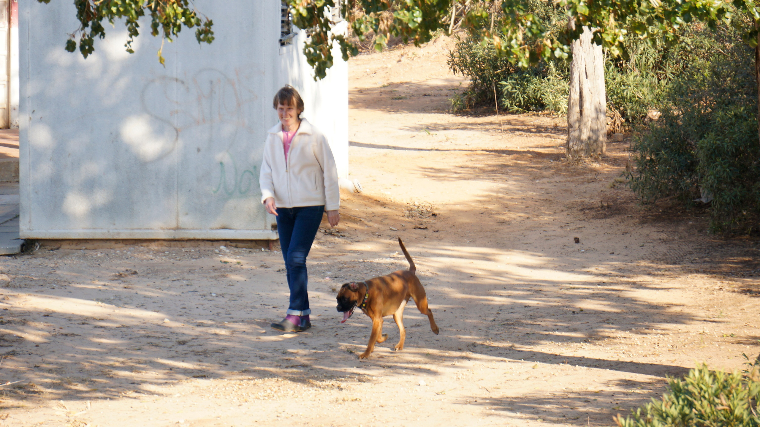 My ״Star״ Boxer Dog