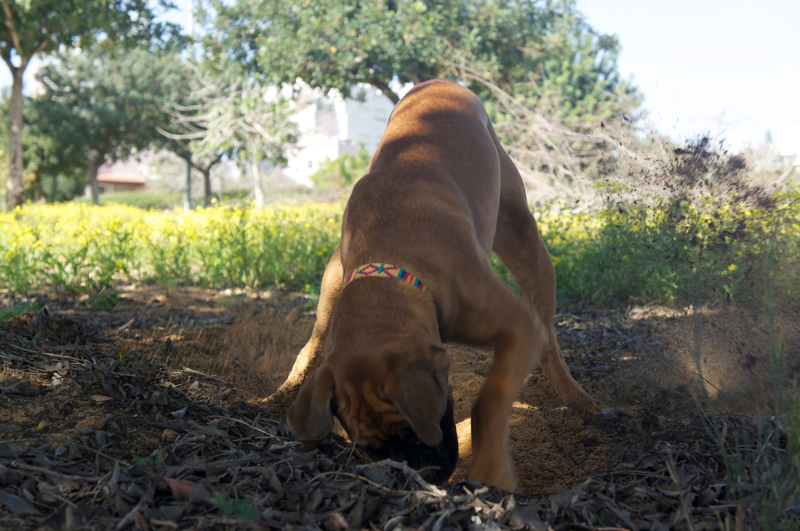 My ״Star״ Boxer Dog