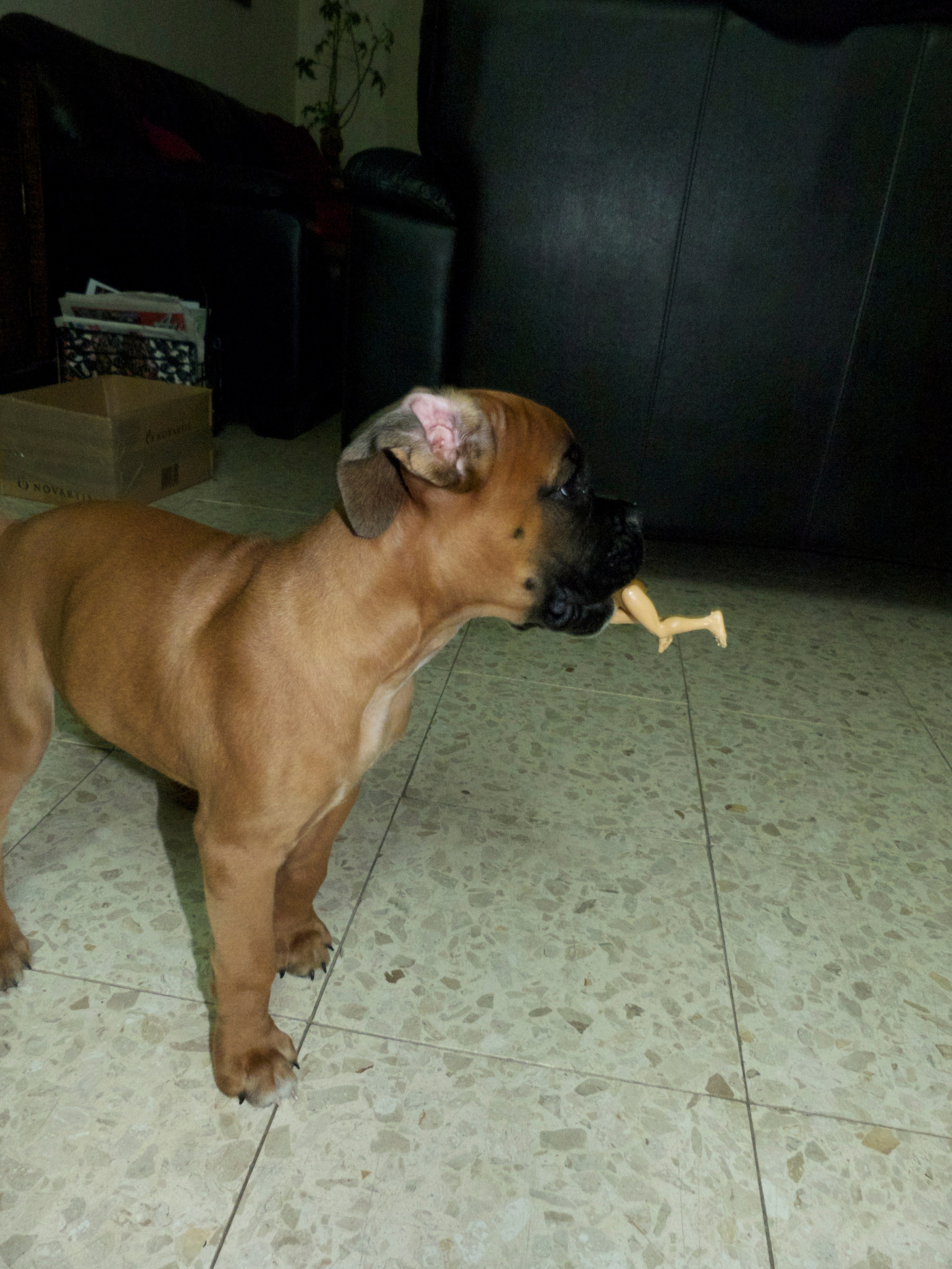 My ״Star״ Boxer Dog