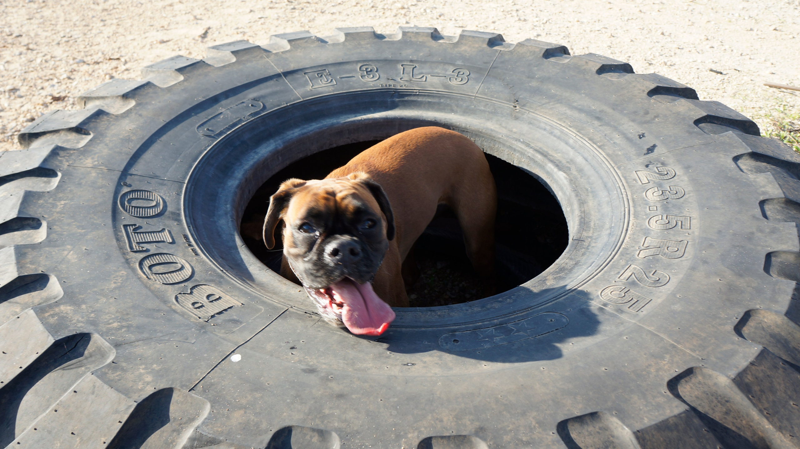 My ״Star״ Boxer Dog