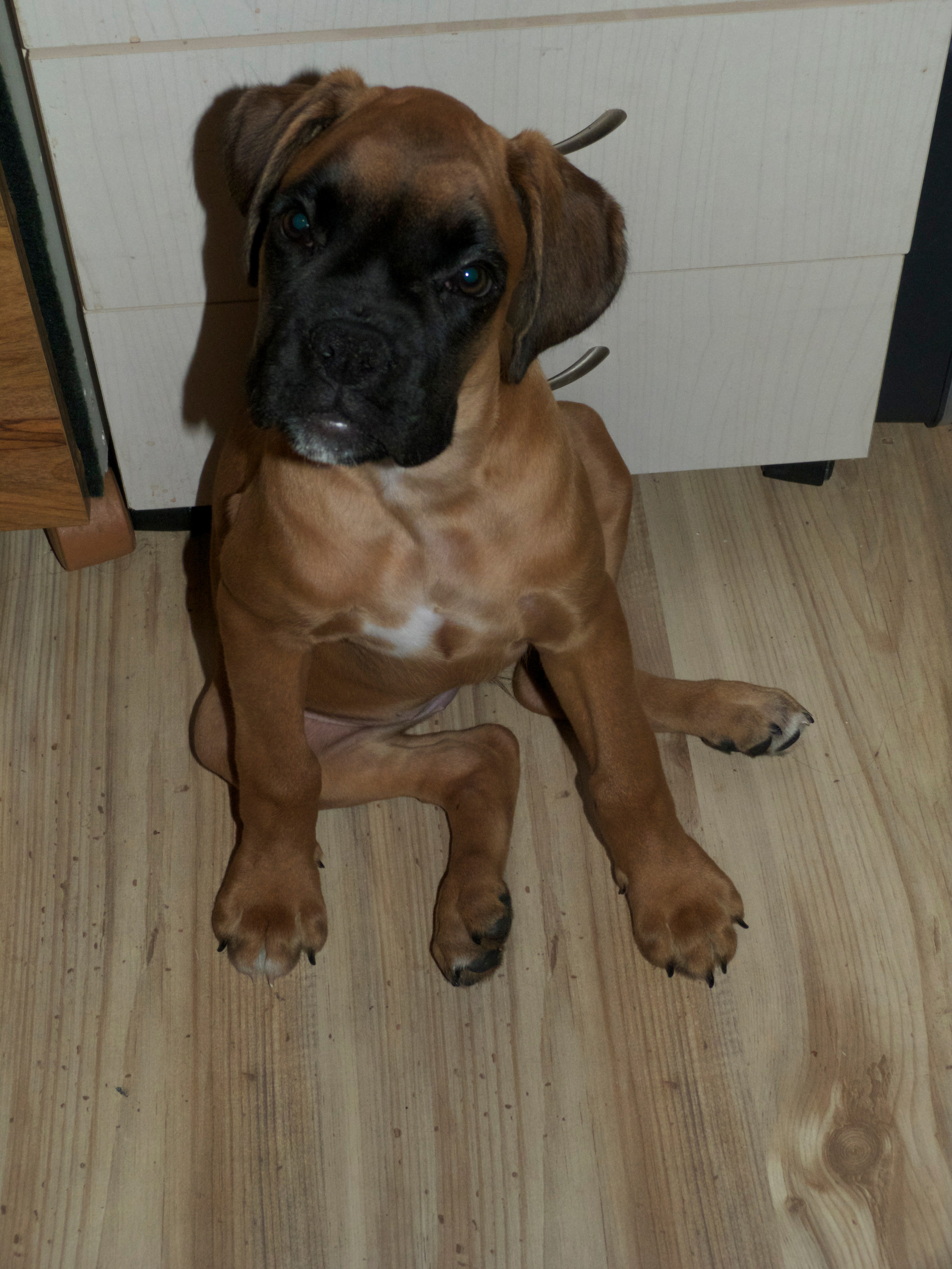 My ״Star״ Boxer Dog