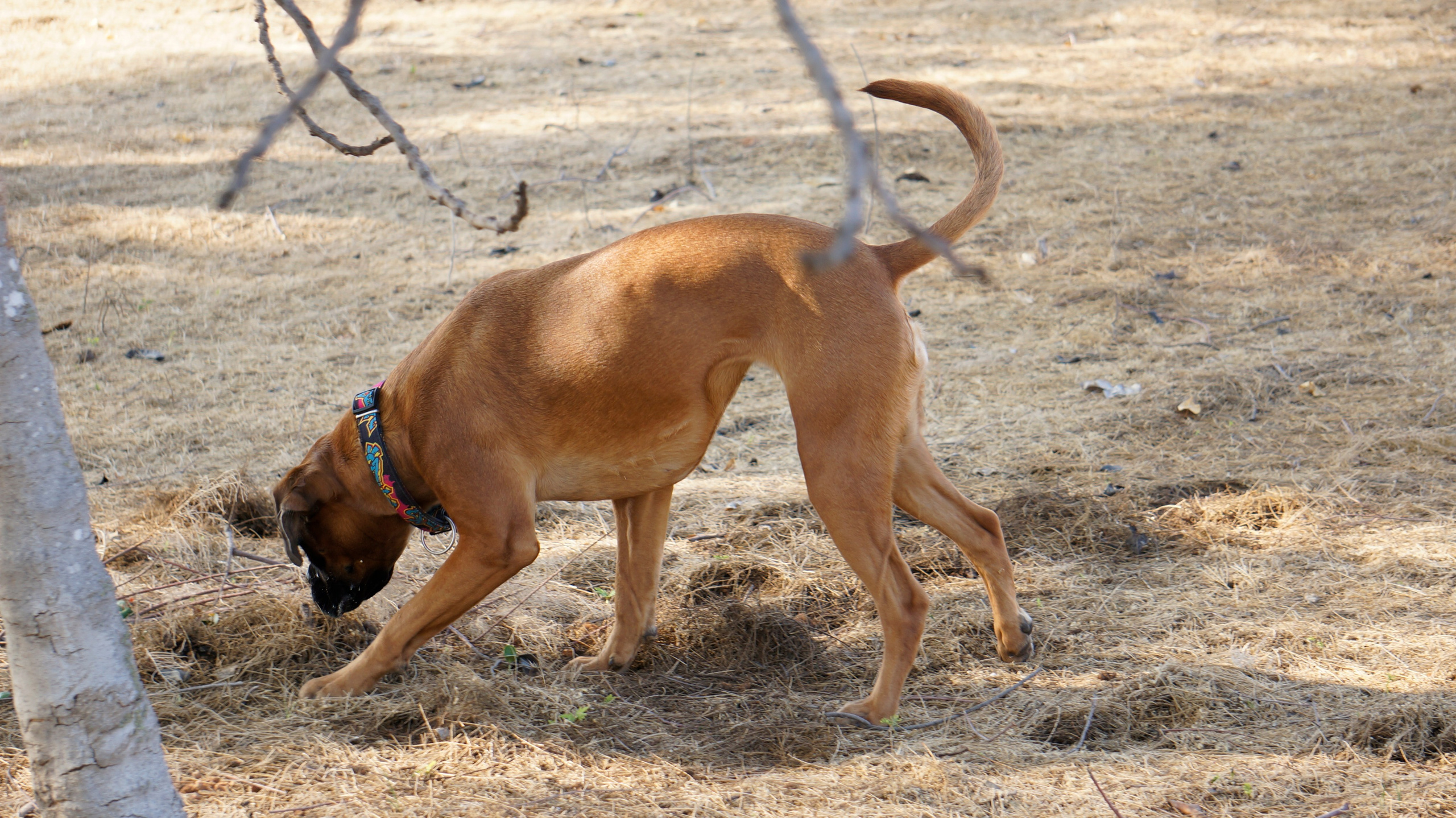 My ״Star״ Boxer Dog