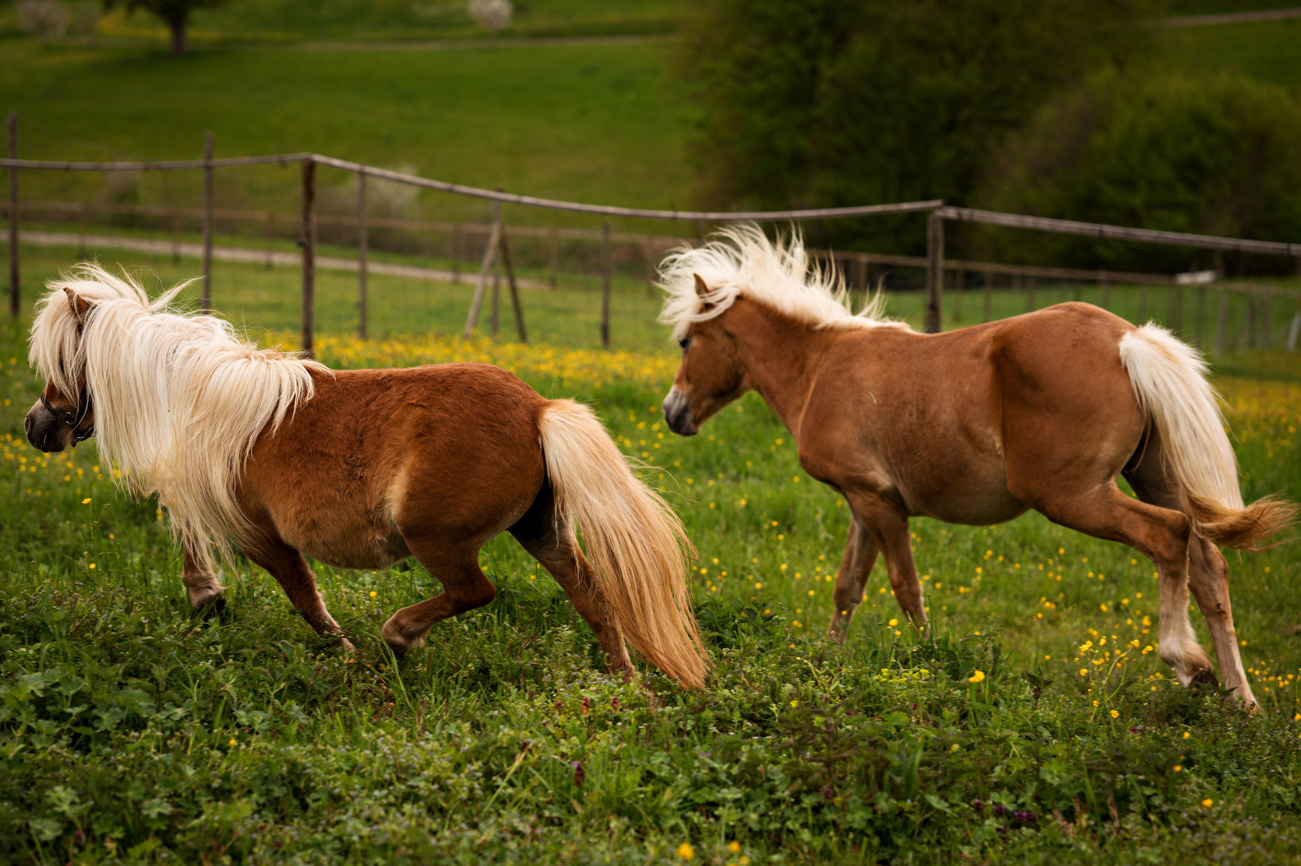 Tiere. Kinder- & Familienfotograf in Gaildorf und Umgebung Valentina Vogel