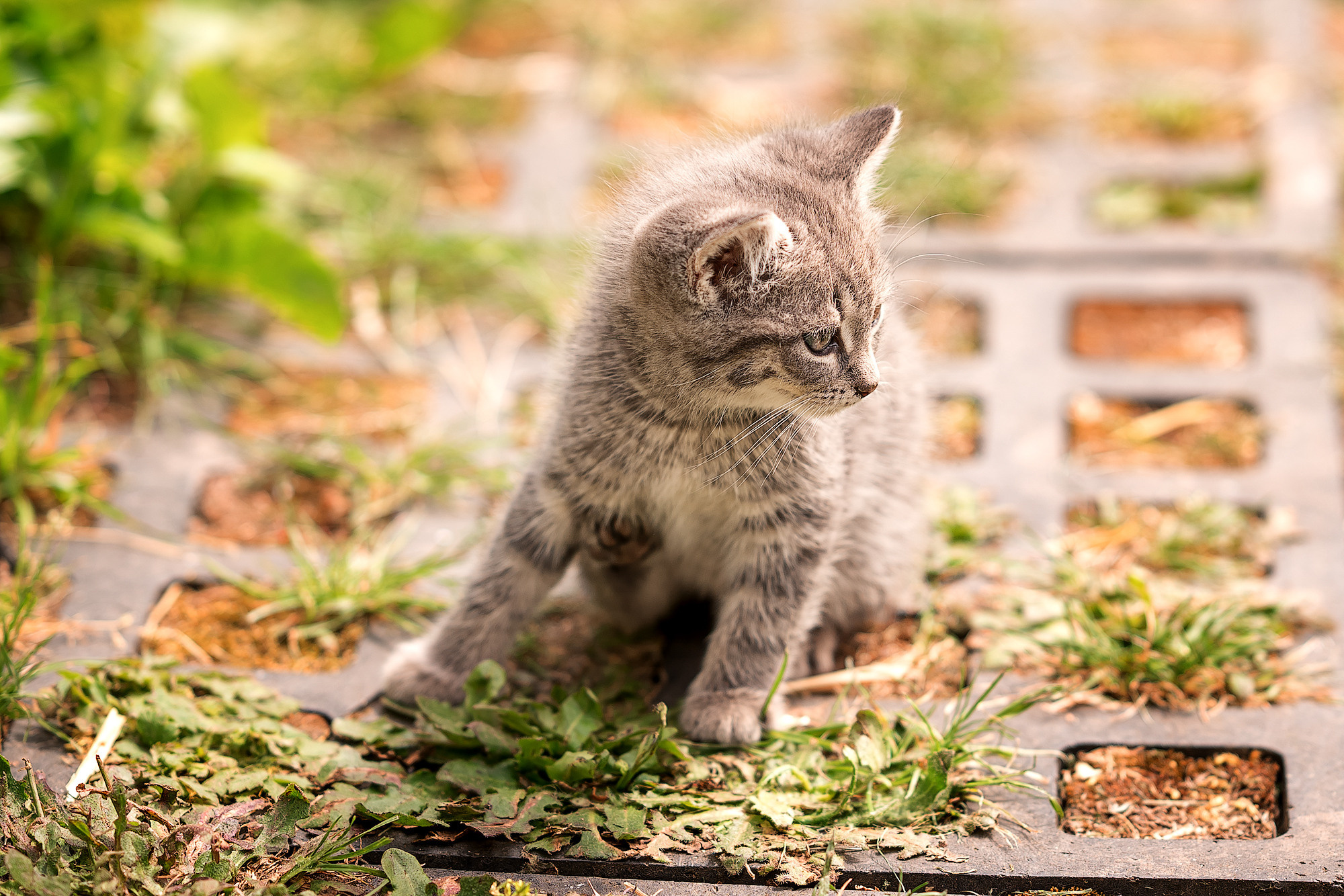 Tiere. Kinder- & Familienfotograf in Gaildorf und Umgebung Valentina Vogel