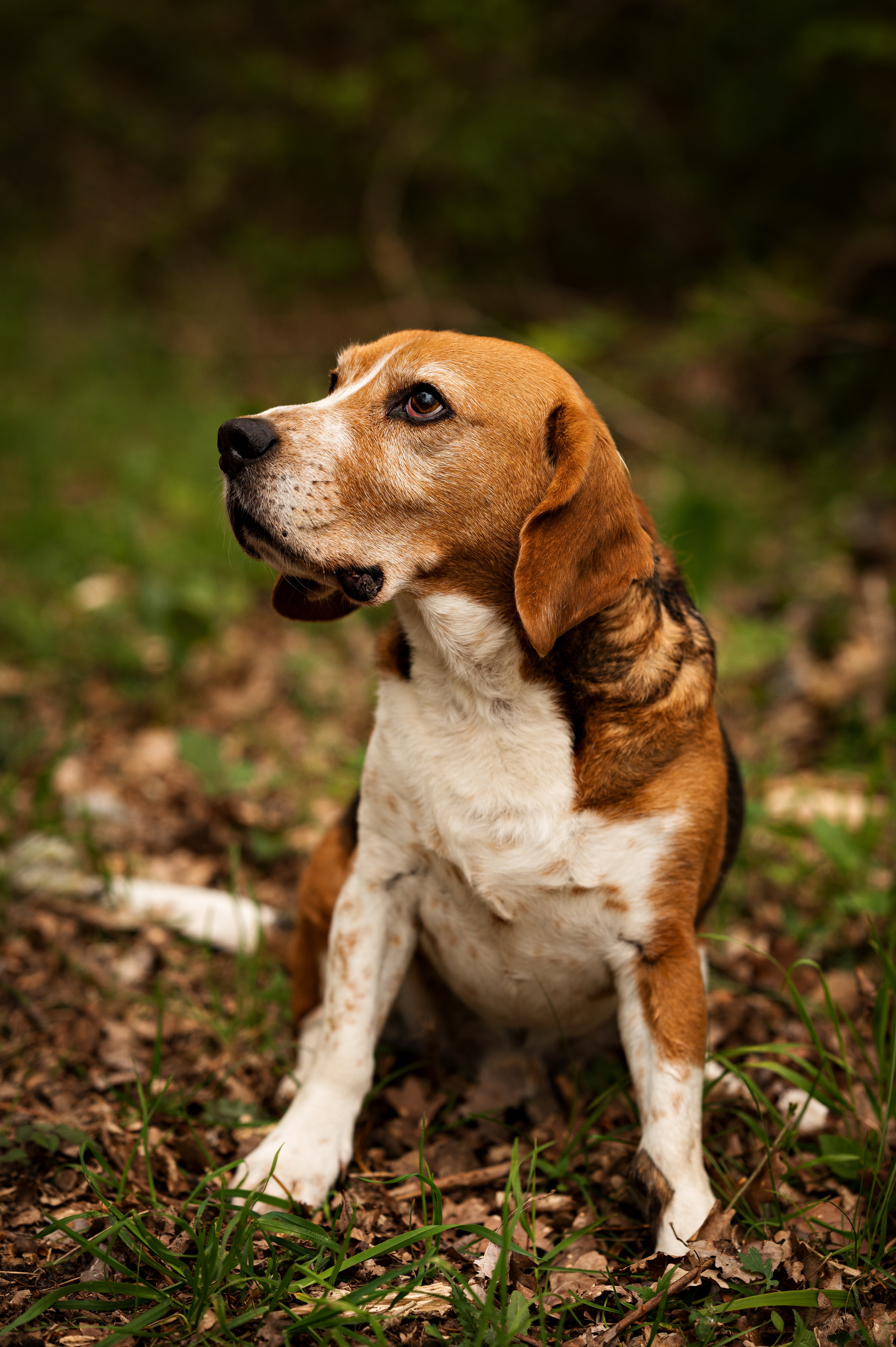 Tiere. Kinder- & Familienfotograf in Gaildorf und Umgebung Valentina Vogel