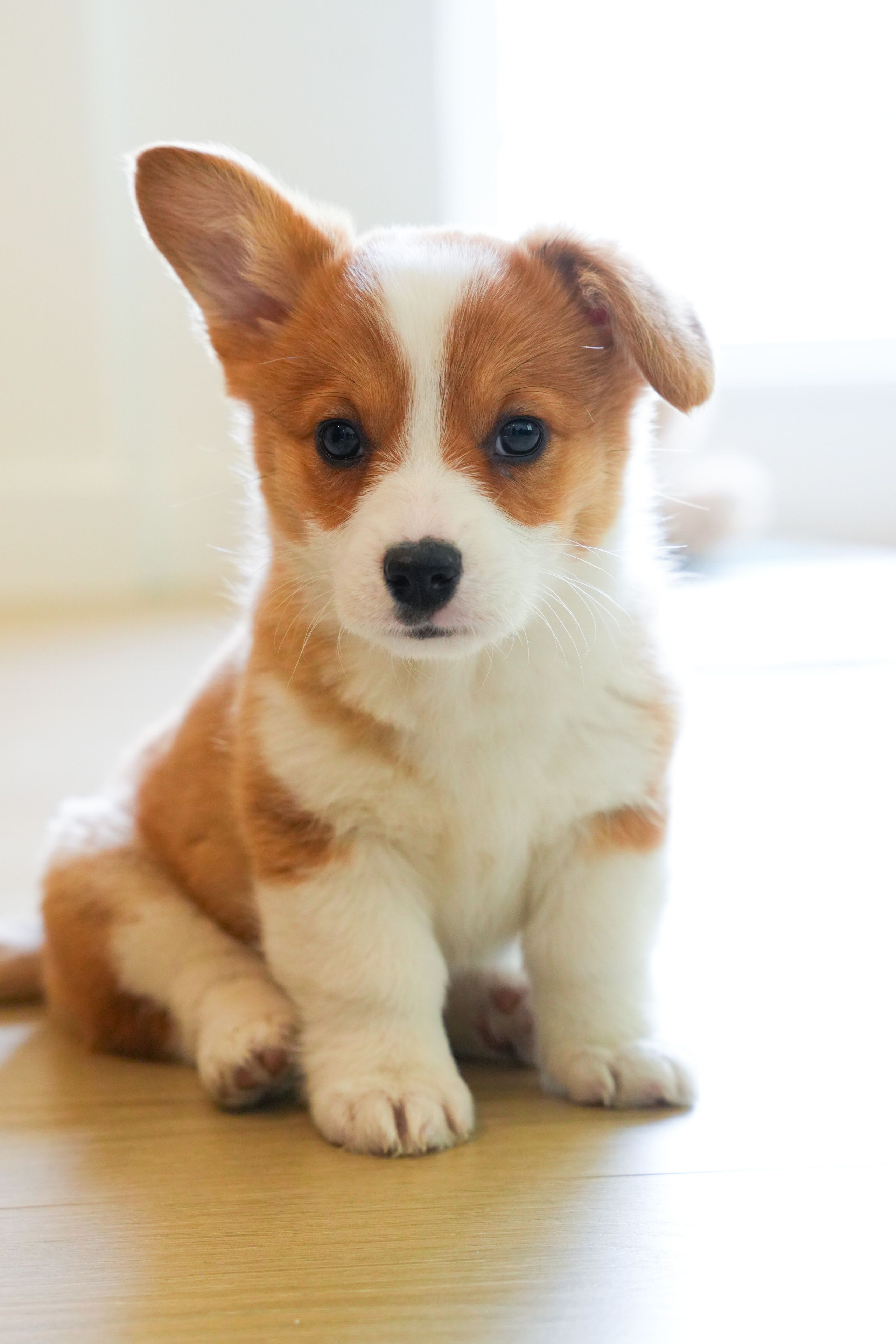 Pets. Shuttergry Photography