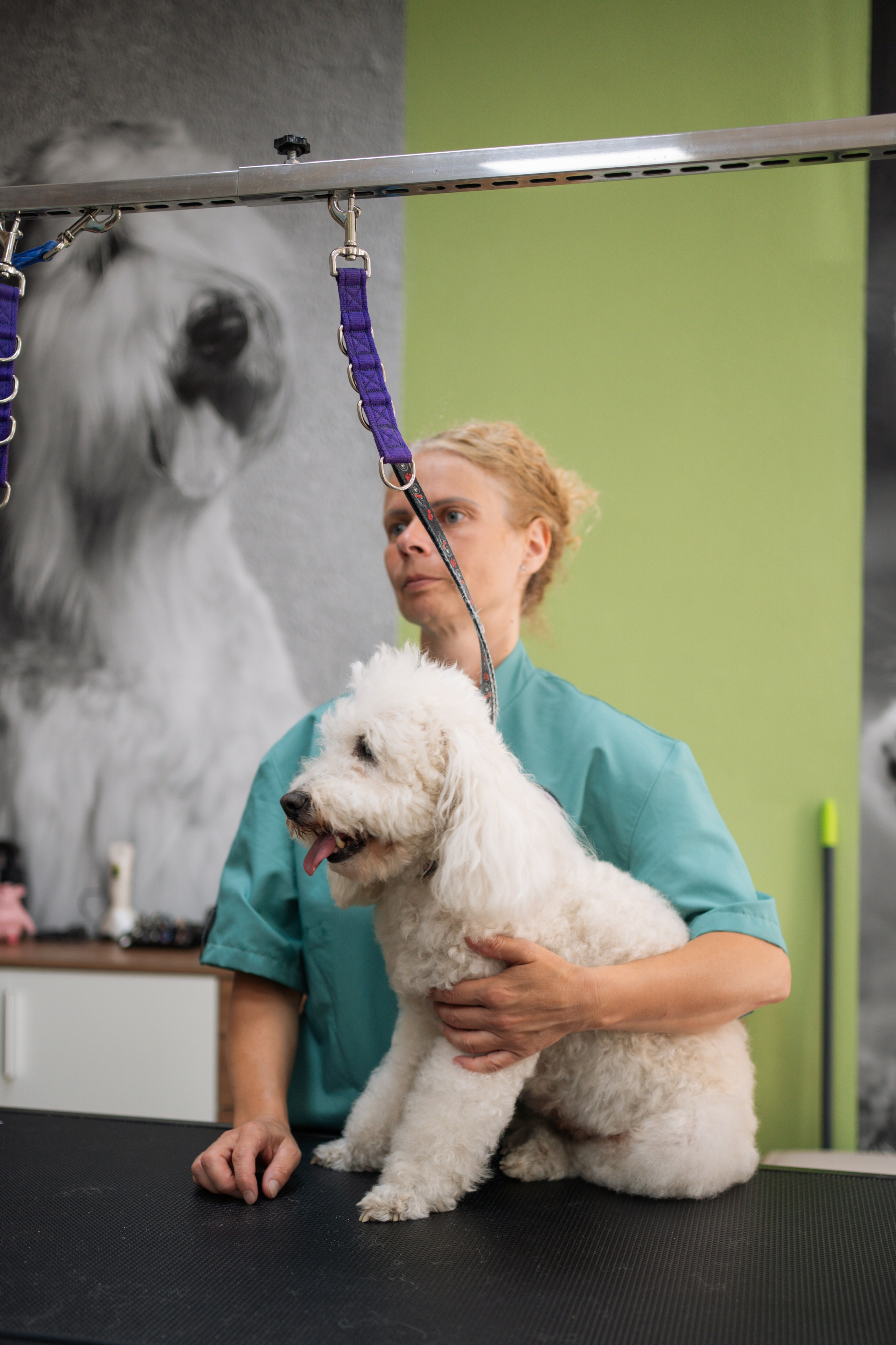 PetGroom Timisoara. Cozac Cristian Photographer
