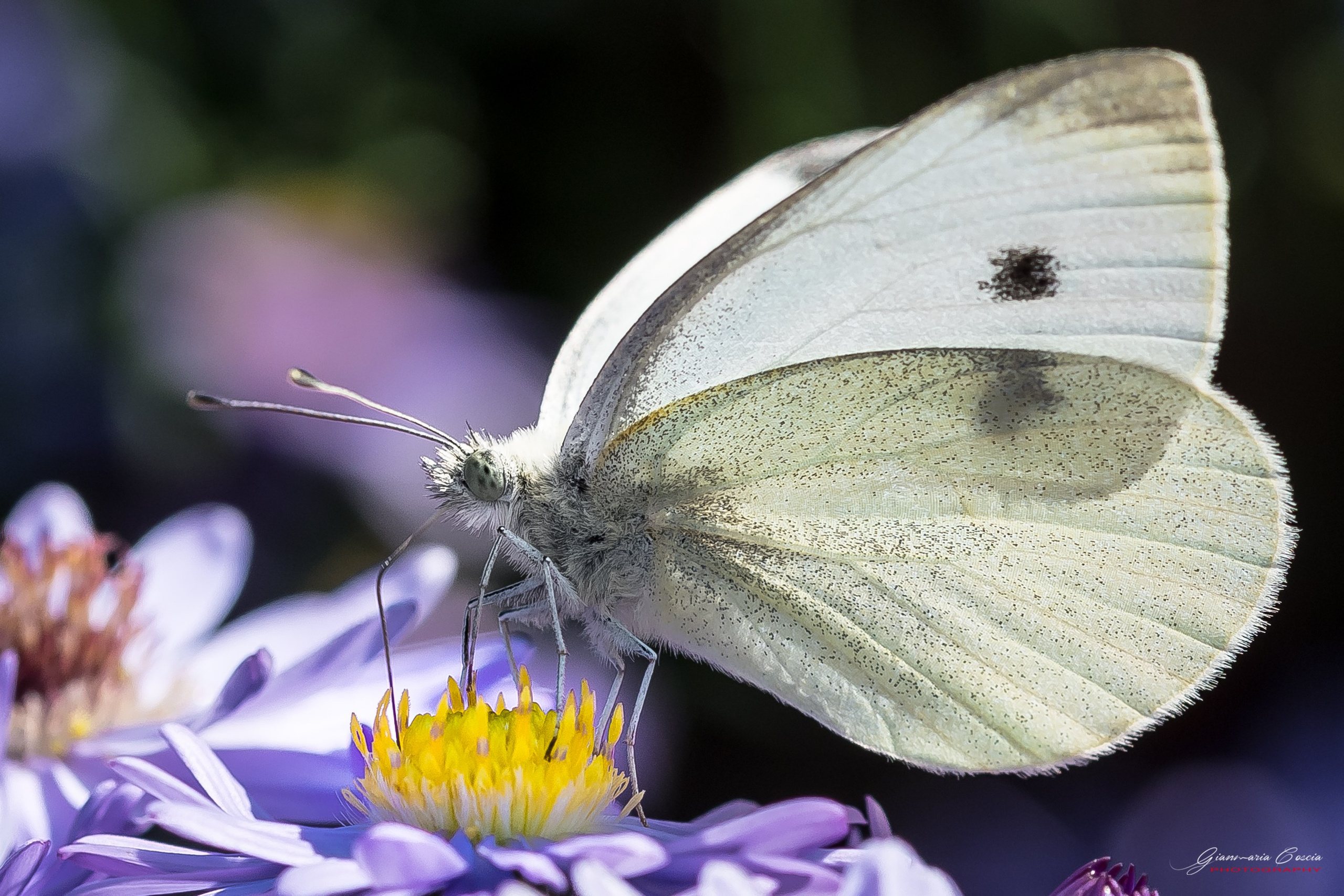 “Gianmaria Coscia fotografo per passione”