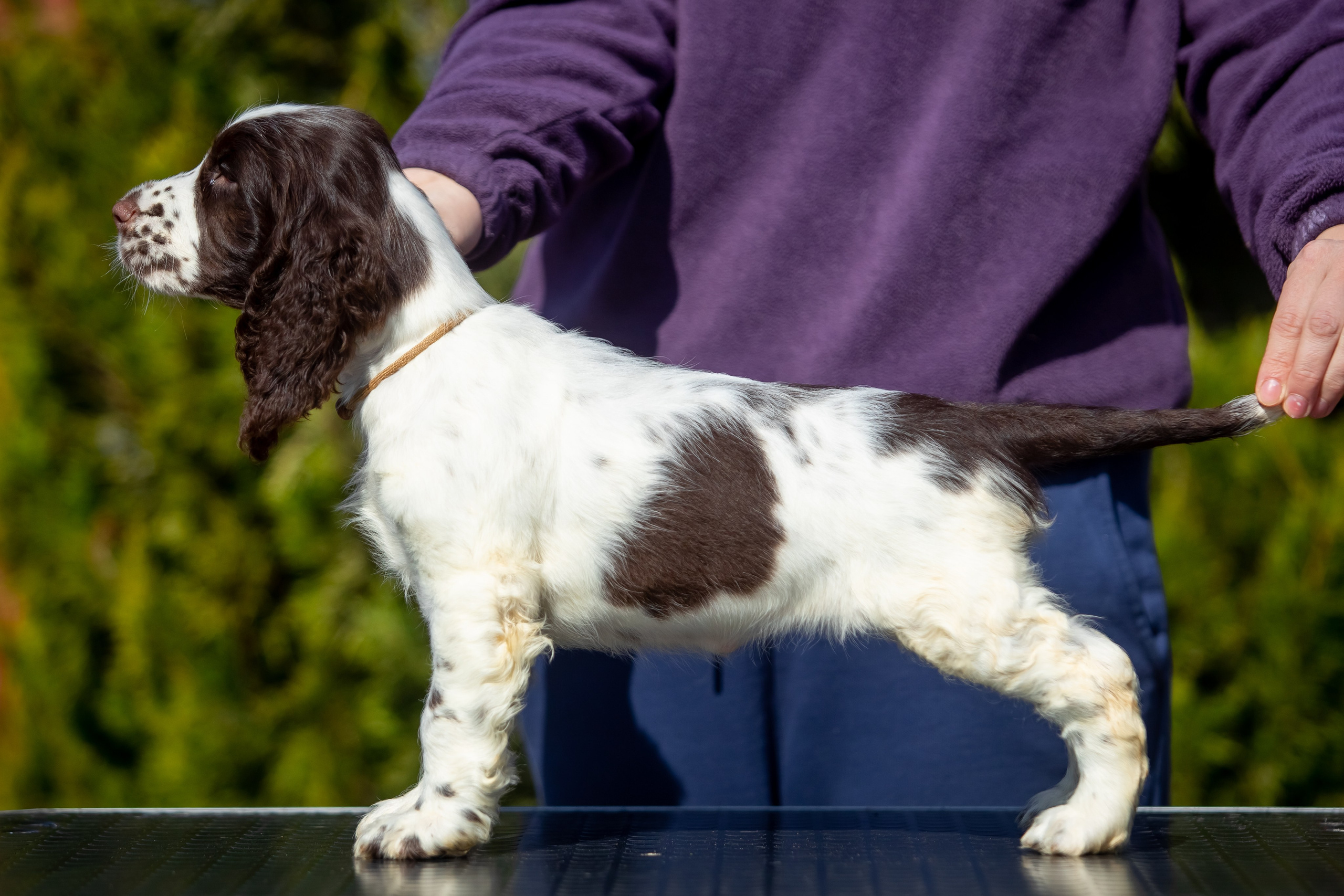 Female — Grey collar 🩶. Website of the titled stud dog of the Springer Spaniel breed
