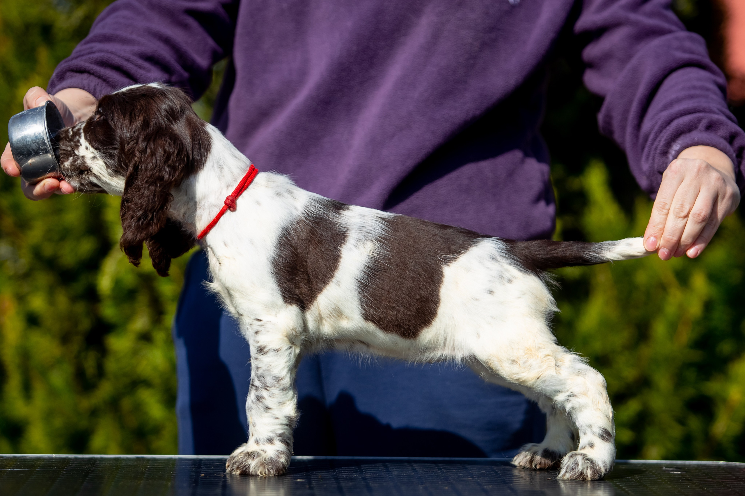 Female — Red collar ❤️. Website of the titled stud dog of the Springer Spaniel breed
