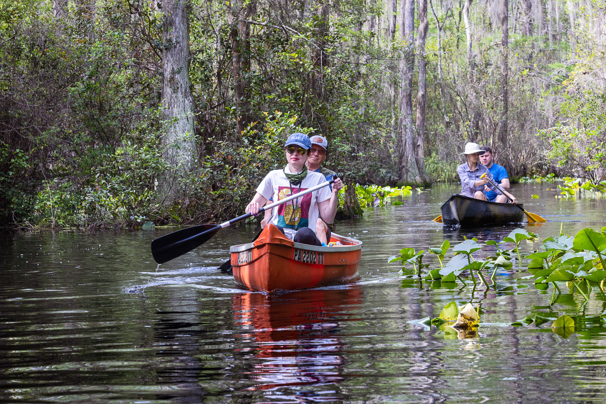 Cypresses, Springs, Birds and Alligators. Pet, Senior, Landscape, portrait studio, photographer in Miami and Sou
