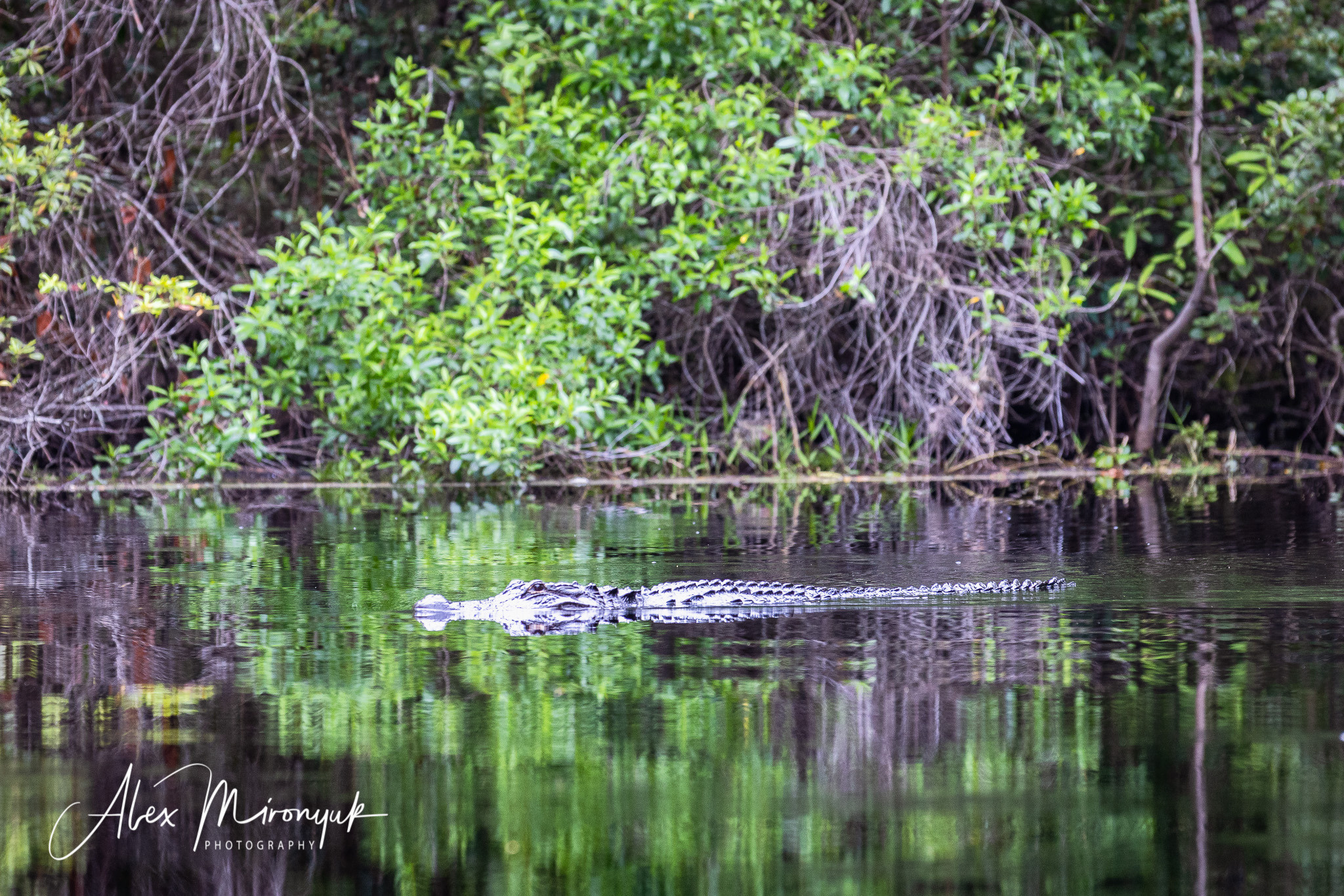 Cypresses, Springs, Birds and Alligators. Pet, Senior, Landscape, portrait studio, photographer in Miami and Sou