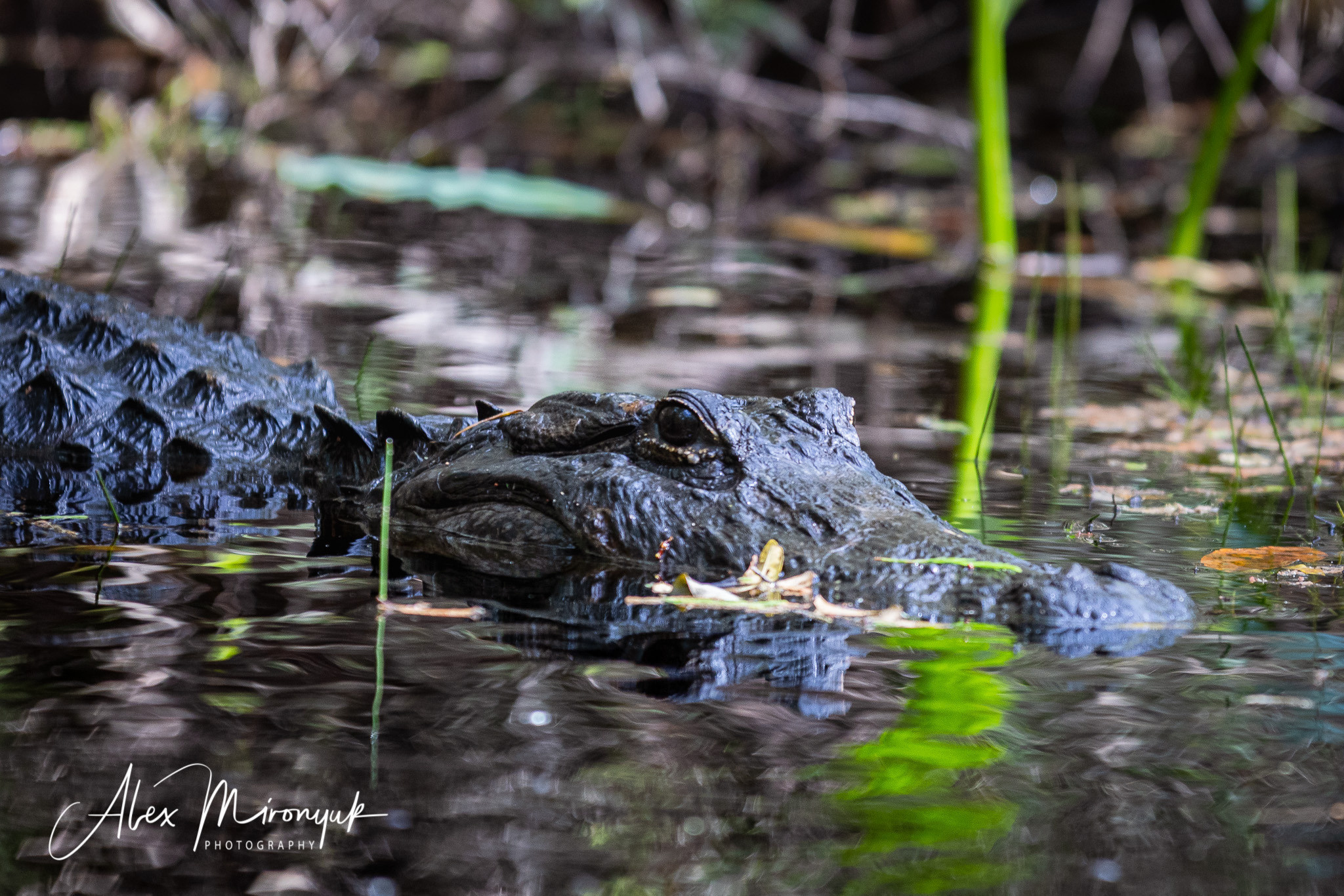 Cypresses, Springs, Birds and Alligators. Pet, Senior, Landscape, portrait studio, photographer in Miami and Sou