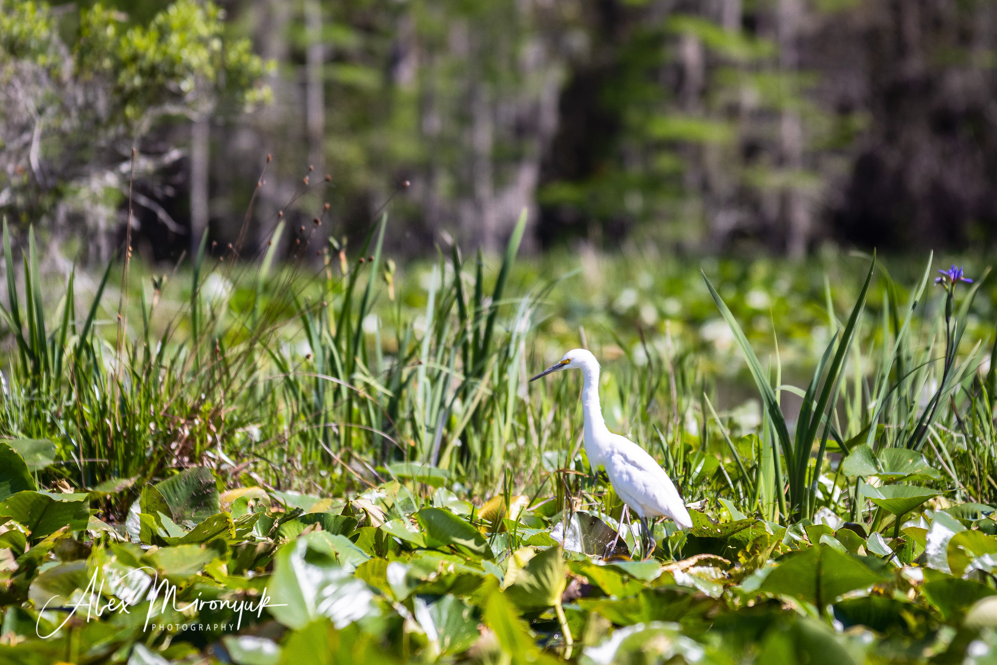 Cypresses, Springs, Birds and Alligators. Pet, Senior, Landscape, portrait studio, photographer in Miami and Sou