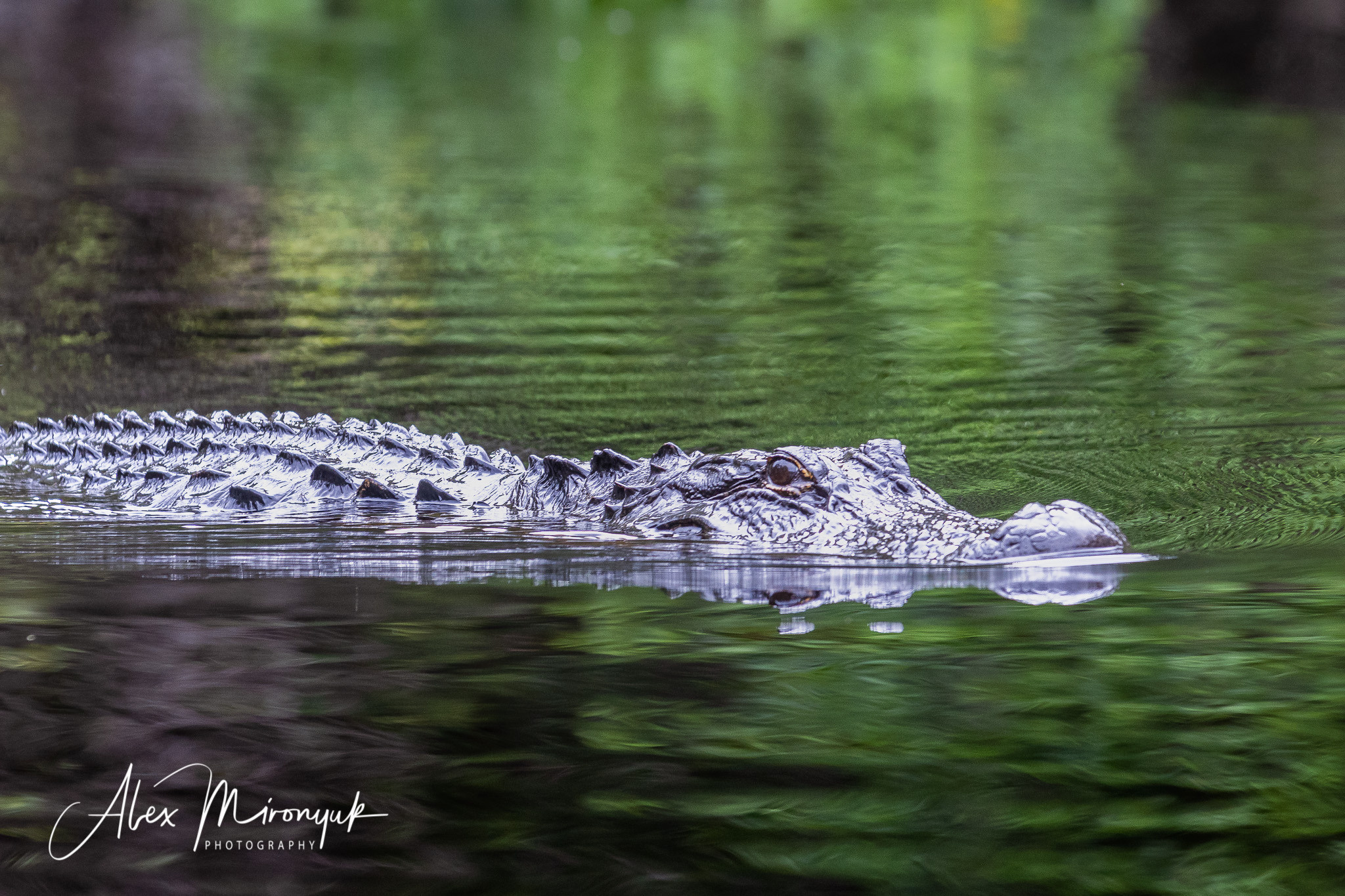 Cypresses, Springs, Birds and Alligators. Pet, Senior, Landscape, portrait studio, photographer in Miami and Sou