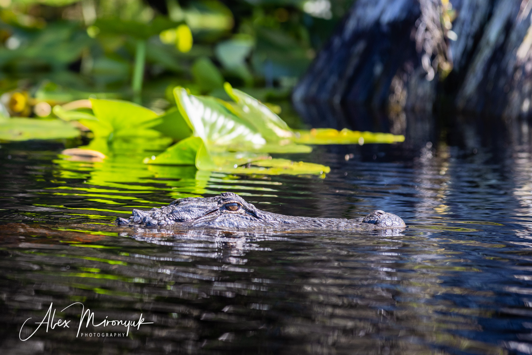 Cypresses, Springs, Birds and Alligators. Pet, Senior, Landscape, portrait studio, photographer in Miami and Sou