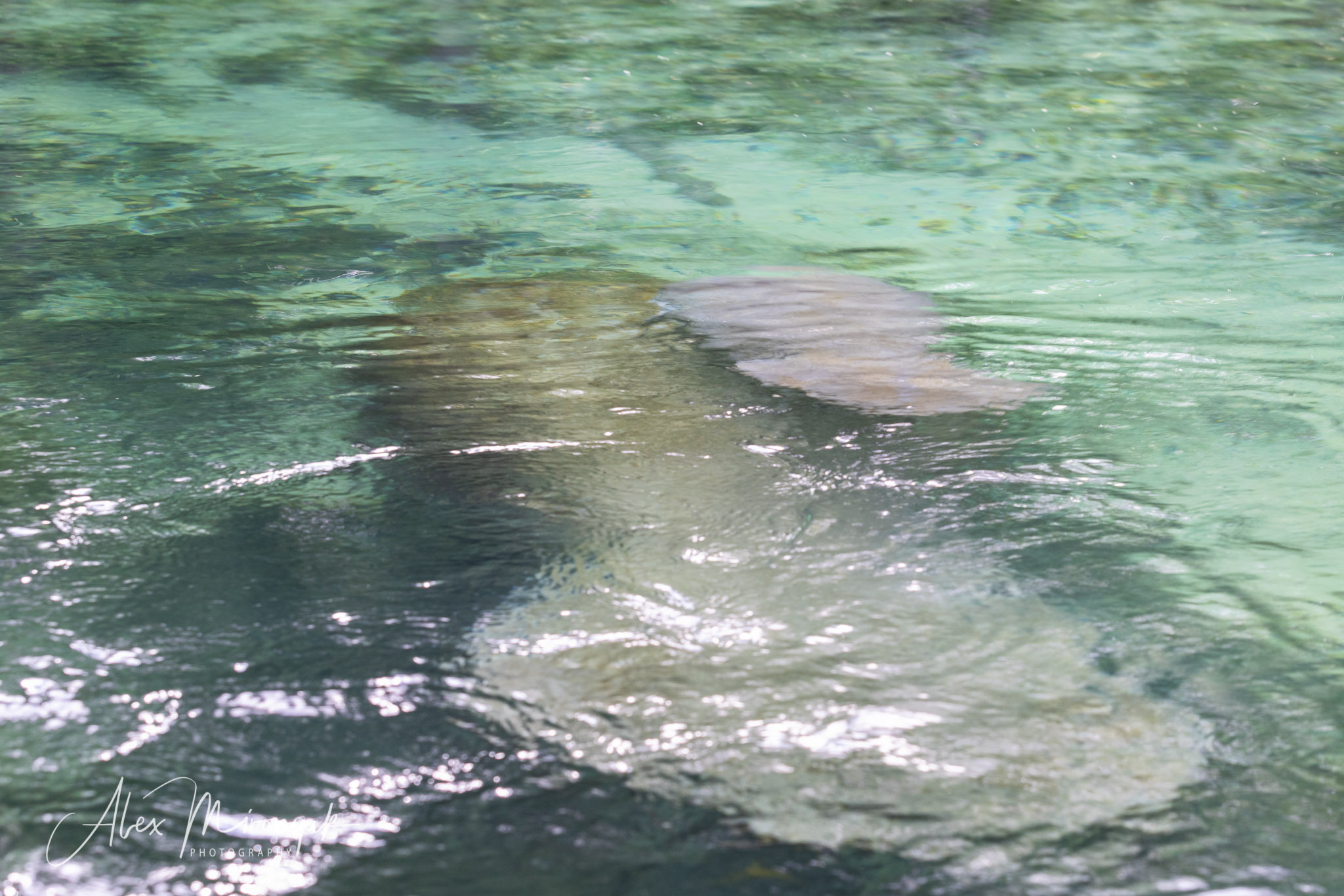 Cypresses, Springs, Birds and Alligators. Pet, Senior, Landscape, portrait studio, photographer in Miami and Sou