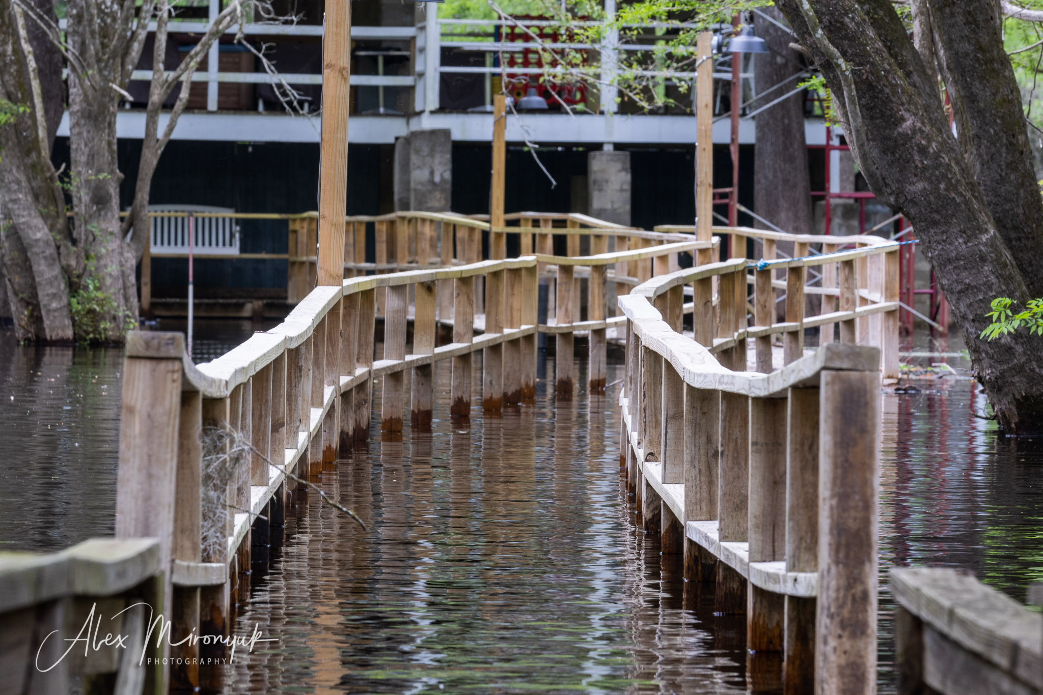 Cypresses, Springs, Birds and Alligators. Pet, Senior, Landscape, portrait studio, photographer in Miami and Sou