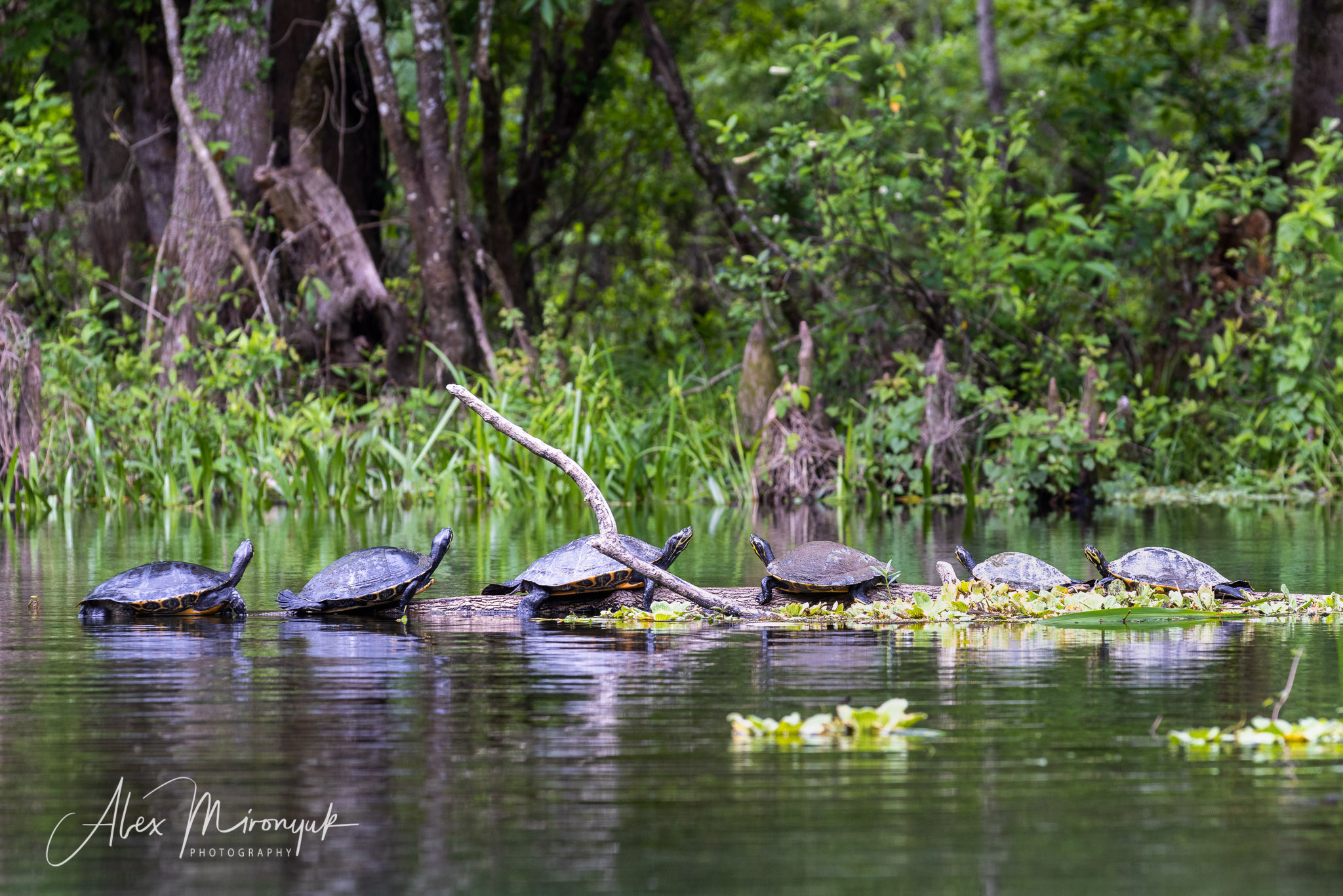 Cypresses, Springs, Birds and Alligators. Pet, Senior, Landscape, portrait studio, photographer in Miami and Sou