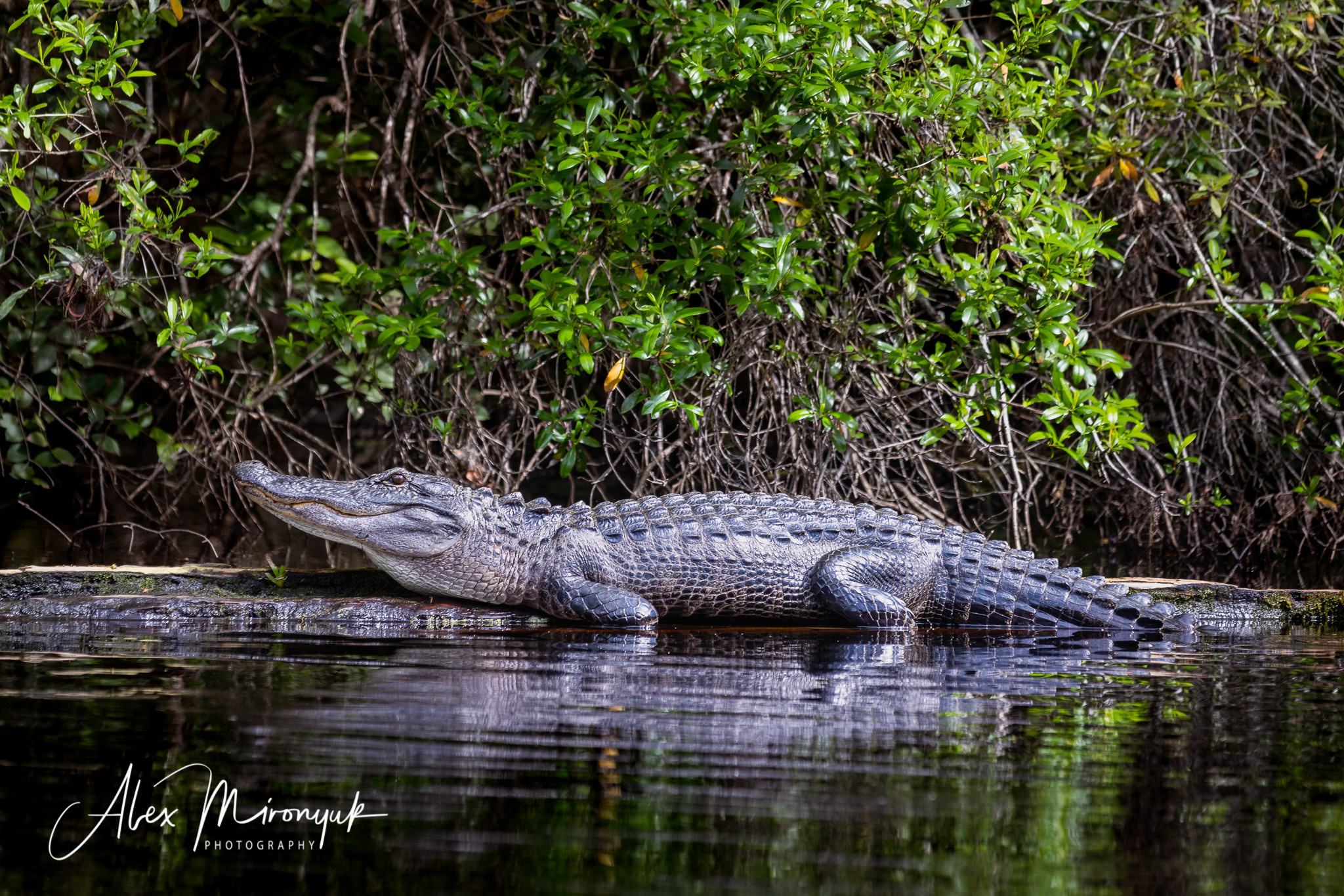 Cypresses, Springs, Birds and Alligators. Pet, Senior, Landscape, portrait studio, photographer in Miami and Sou