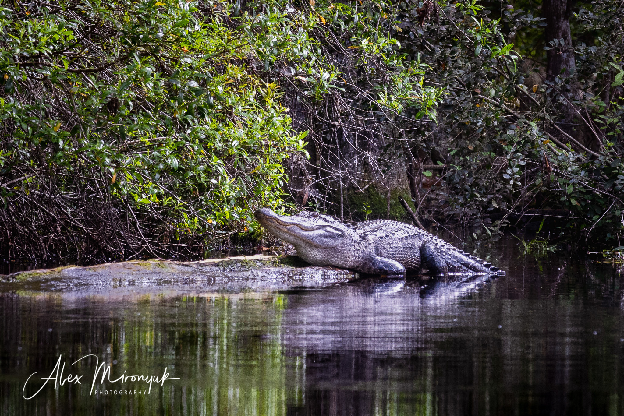 Cypresses, Springs, Birds and Alligators. Pet, Senior, Landscape, portrait studio, photographer in Miami and Sou