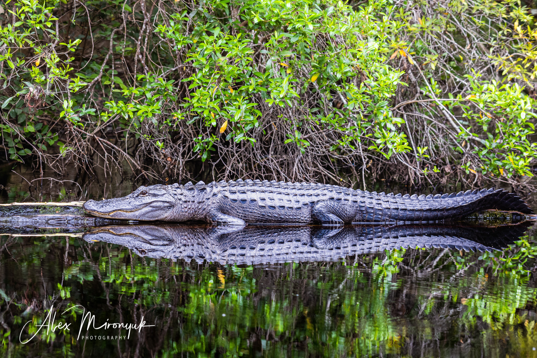 Cypresses, Springs, Birds and Alligators. Pet, Senior, Landscape, portrait studio, photographer in Miami and Sou