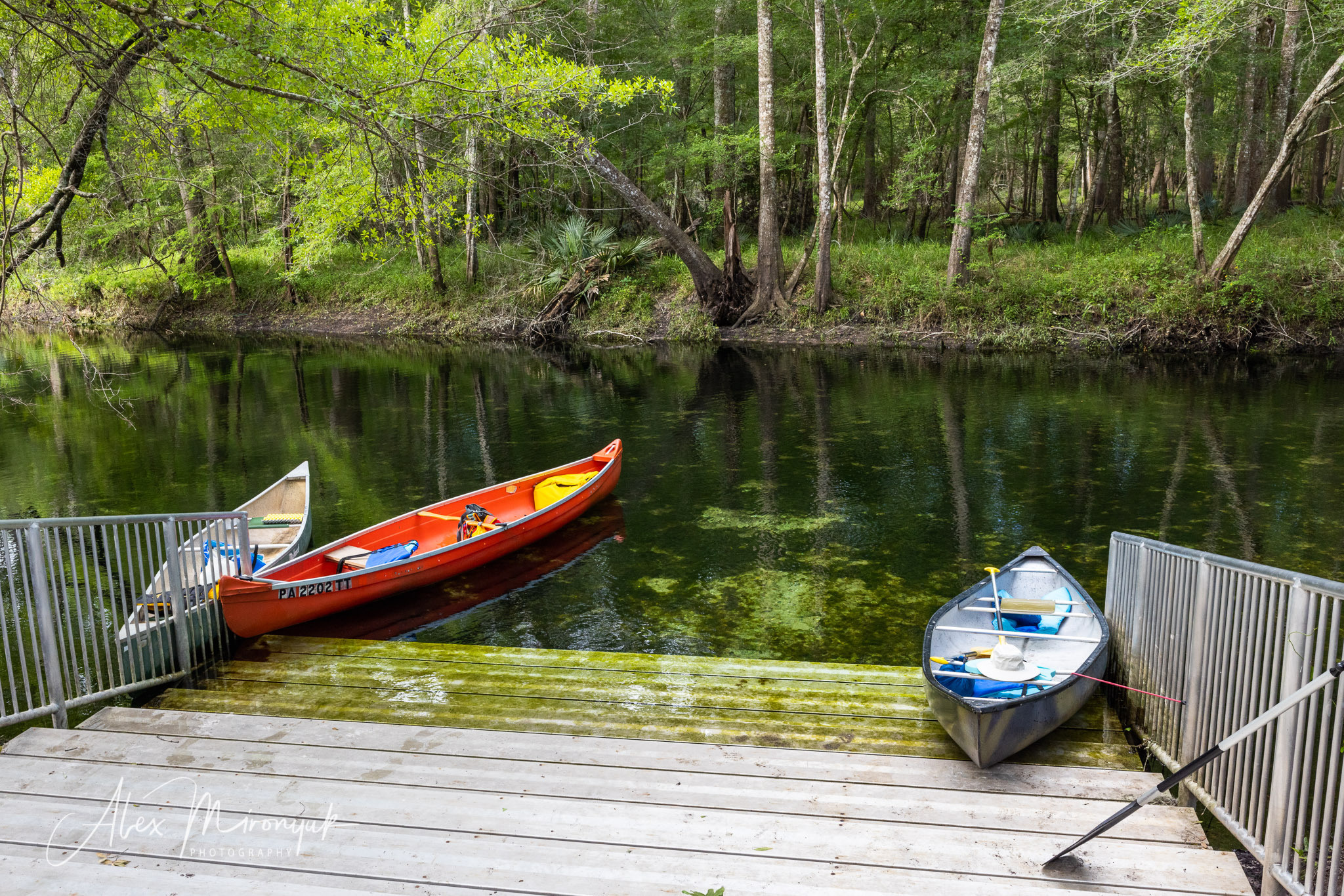 Cypresses, Springs, Birds and Alligators. Pet, Senior, Landscape, portrait studio, photographer in Miami and Sou