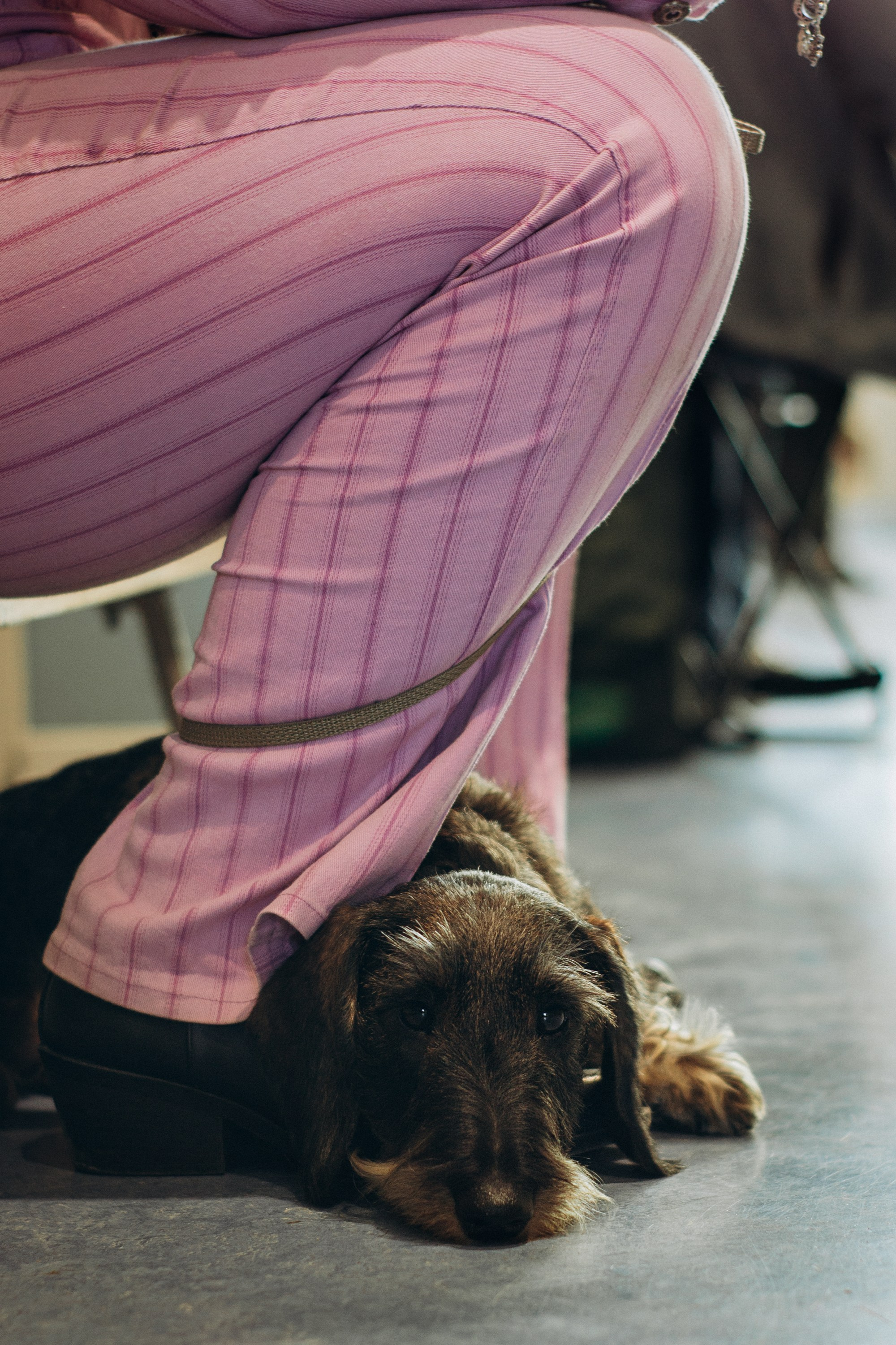Rakvere Dog Show. Kat Laisaar — Pet photographer in Tallinn