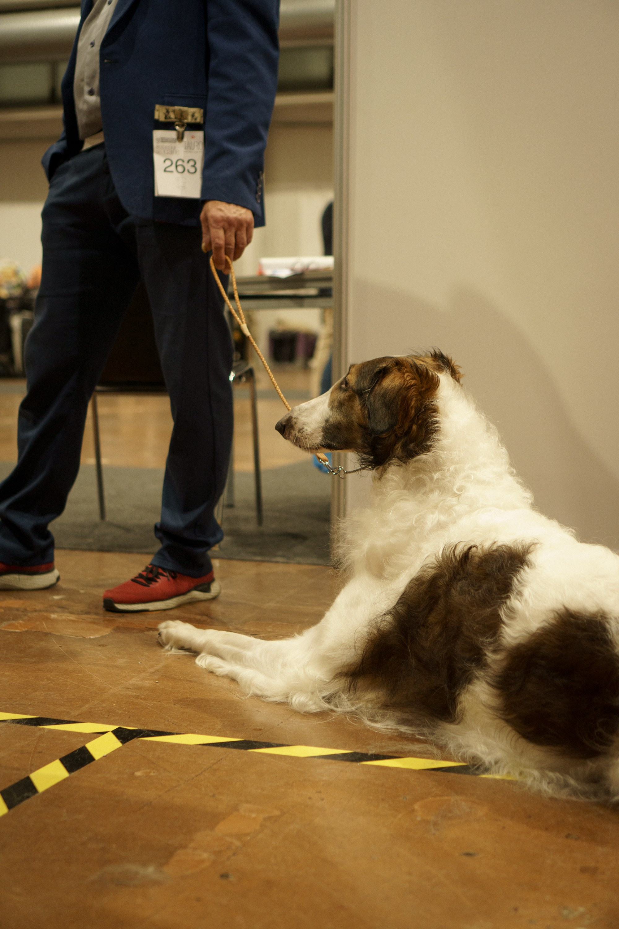 Tartu International Dog Show. Kat Laisaar — Pet photographer in Tallinn