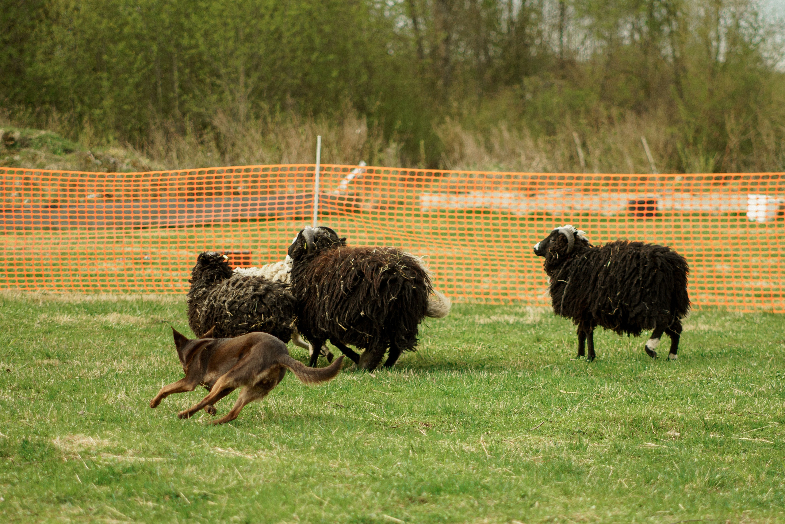 Herding Days, 26 apr. 2025. Kat Laisaar — Pet photographer in Tallinn
