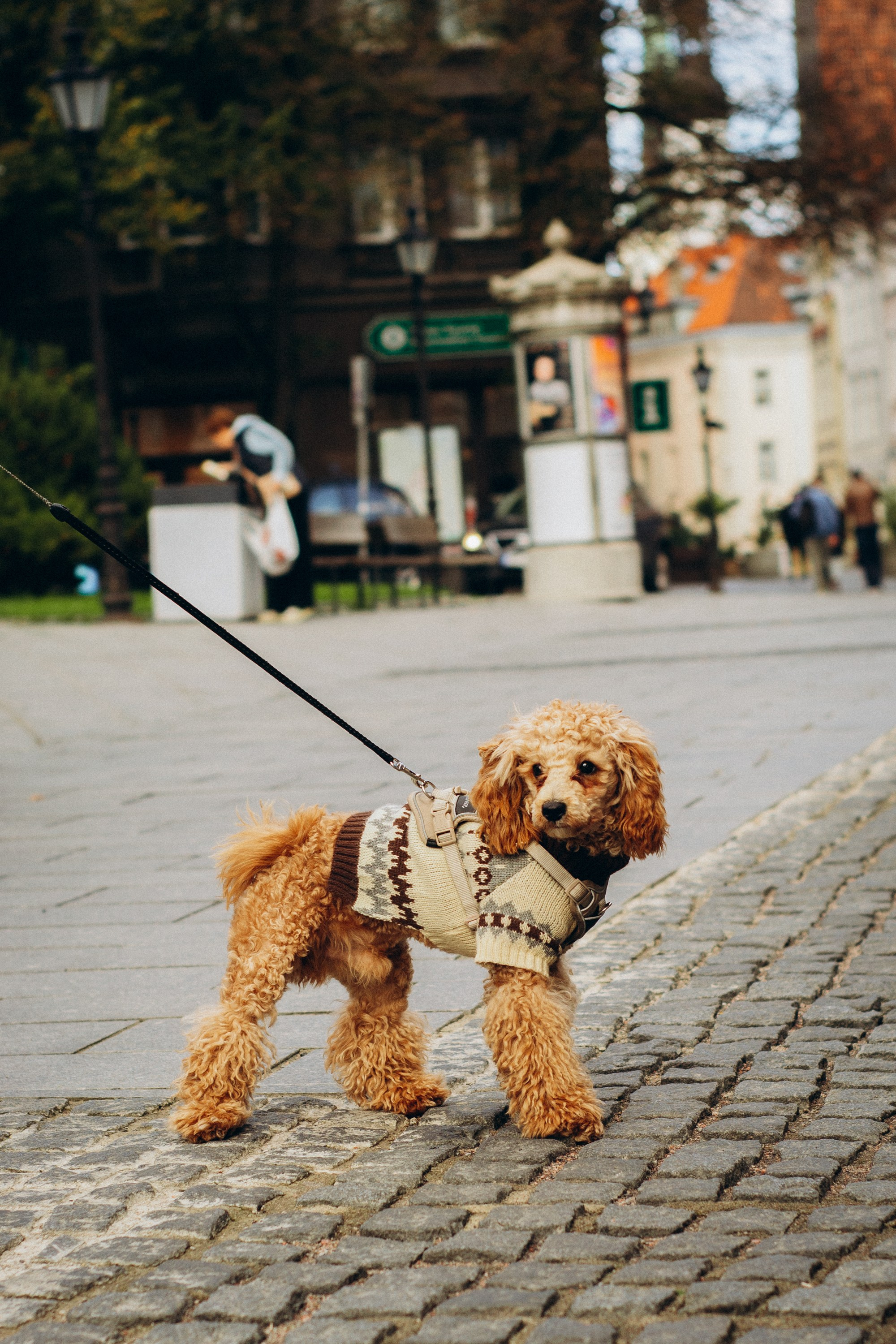 Dog Street Photography in Estonia. Kat Laisaar — Pet photographer in Tallinn