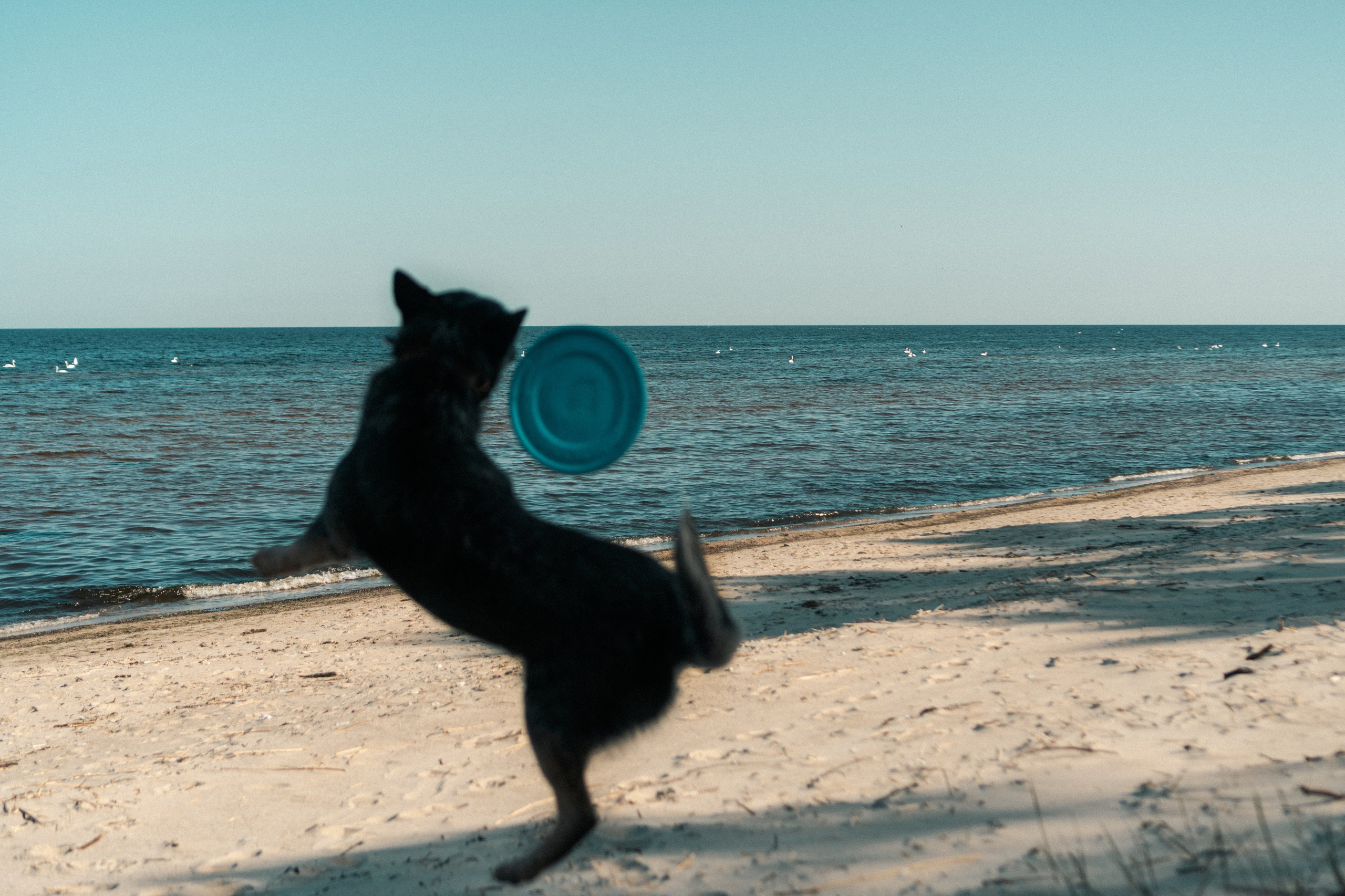 Oskar, Maria & Dmitrii. Kat Laisaar — Pet photographer in Tallinn