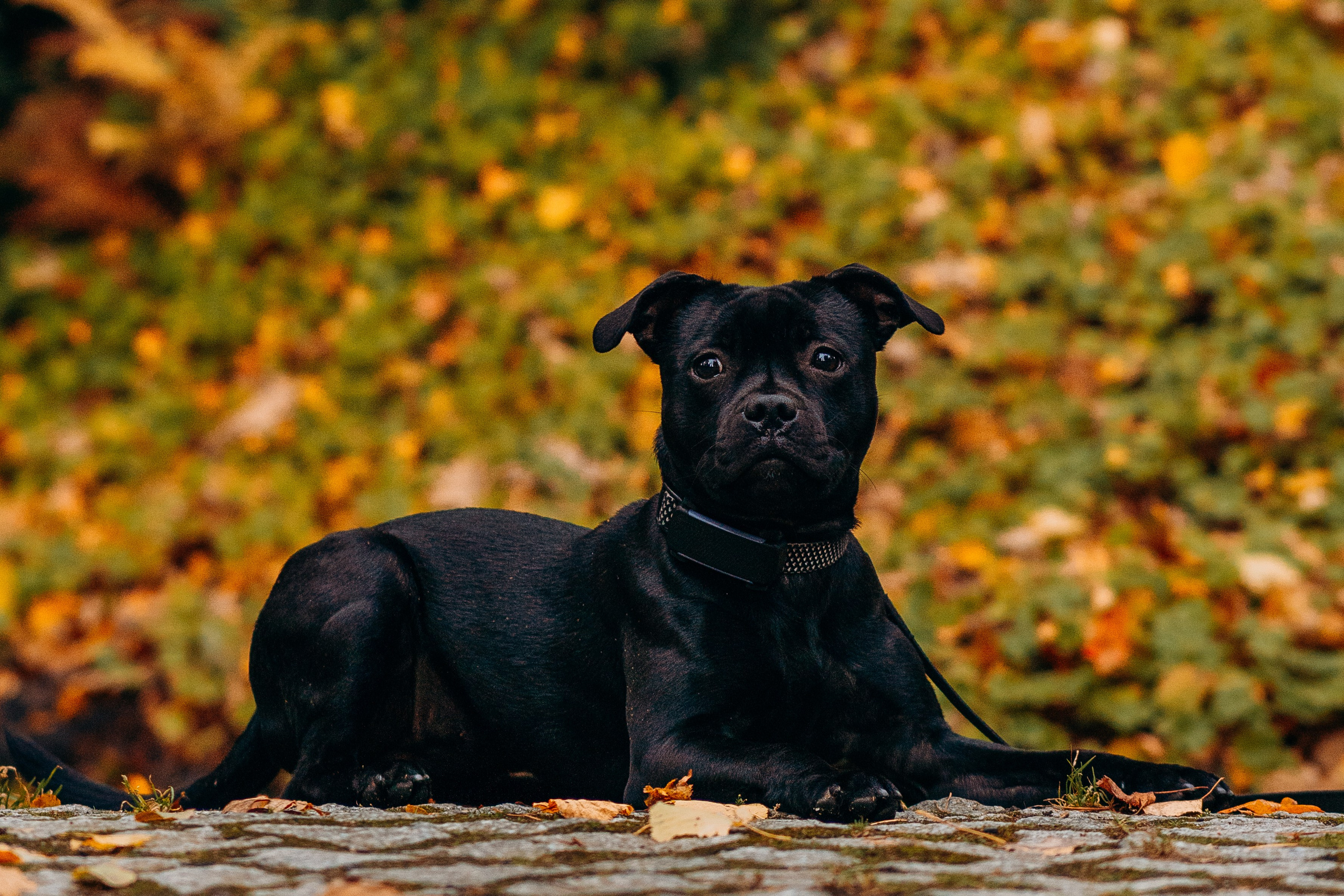 Staffordshire Bull Terriers Meetup. Kat Laisaar — Pet photographer in Tallinn