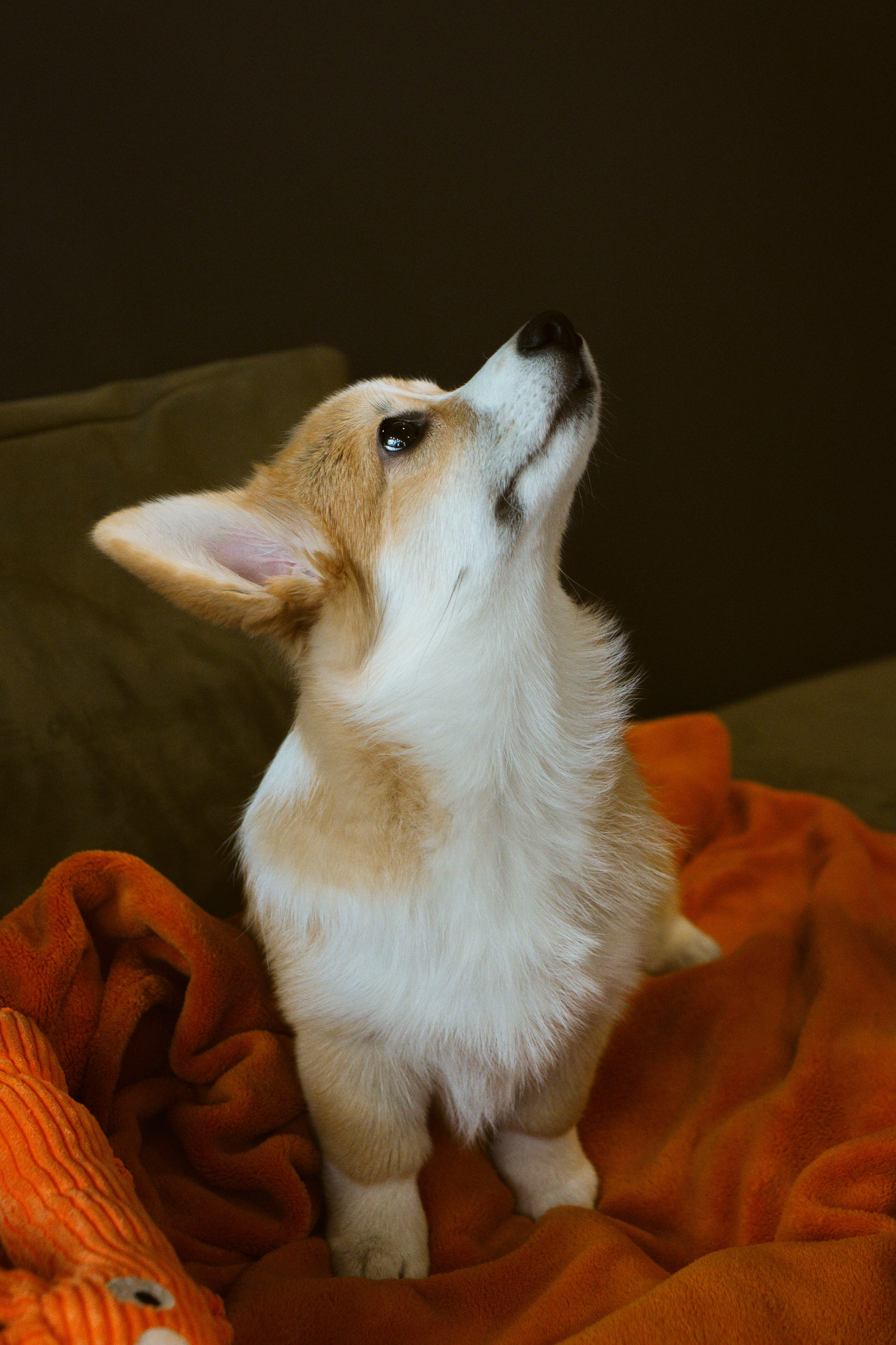 Anastasia and her Ada, Pembroke Welsh Corgi. Kat Laisaar — Pet photographer in Tallinn