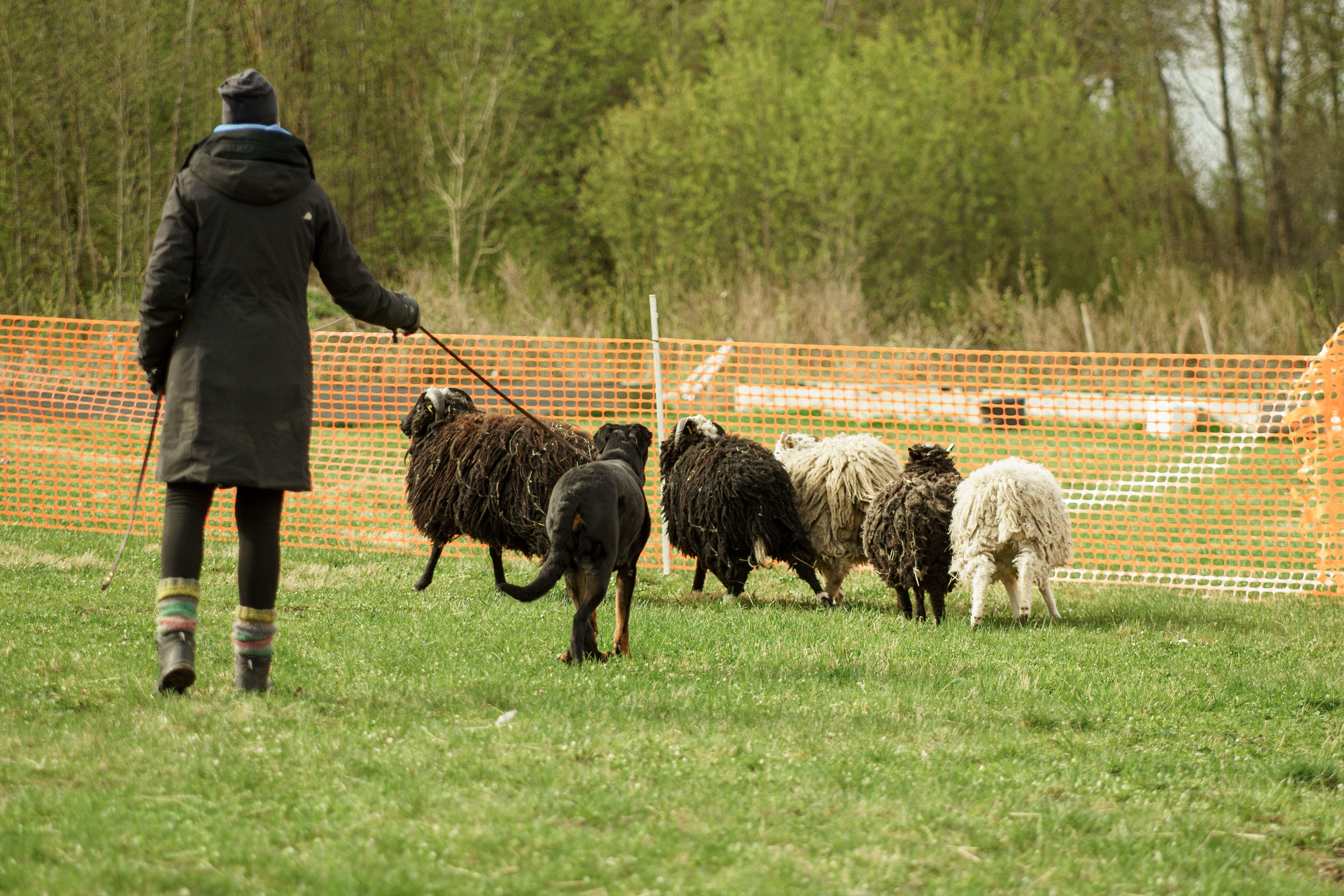 Herding Days, 26 apr. 2025. Kat Laisaar — Pet photographer in Tallinn