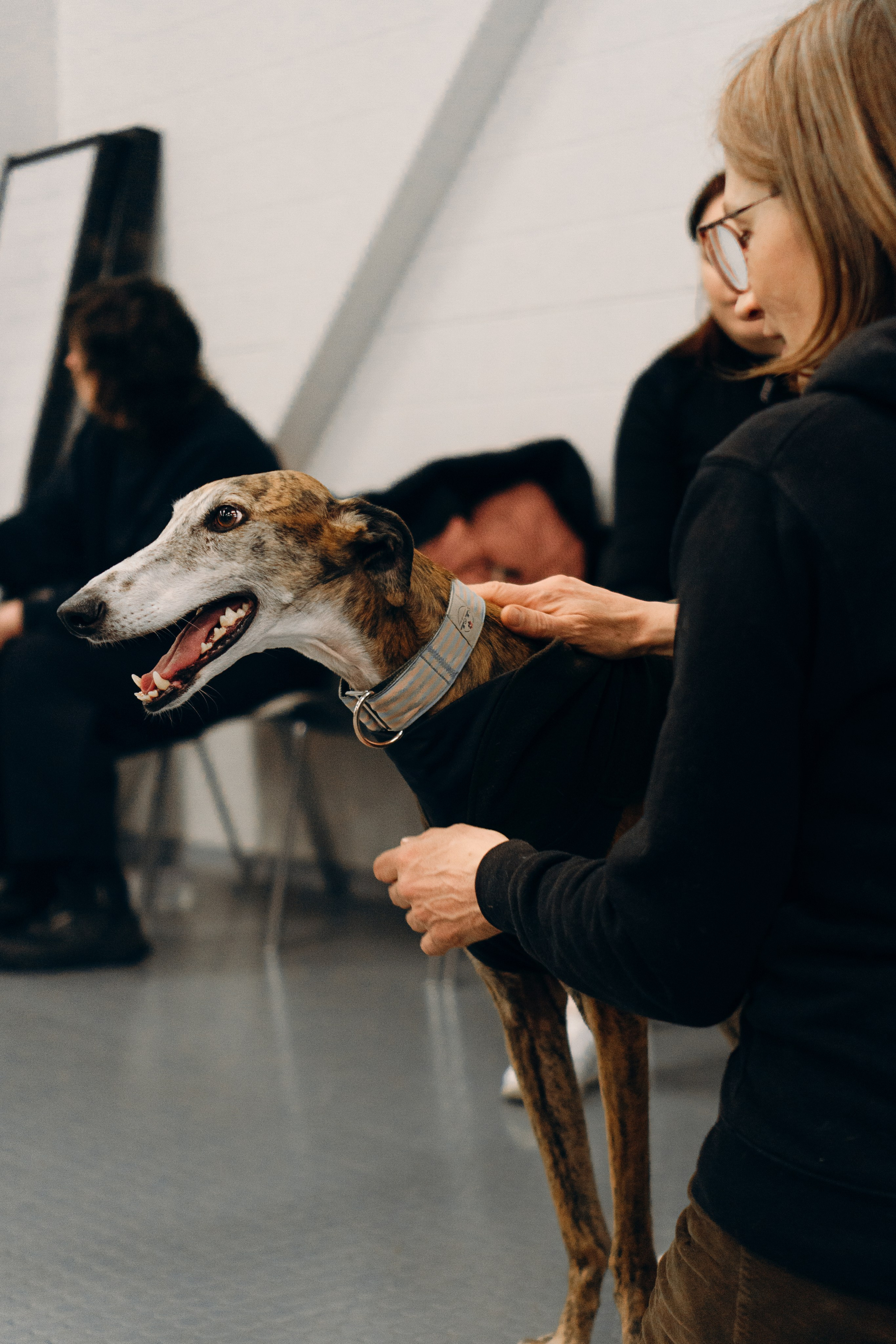 GalgoTreff / PetCity Rannamõisa, 13 apr. 2025. Kat Laisaar — Pet photographer in Tallinn