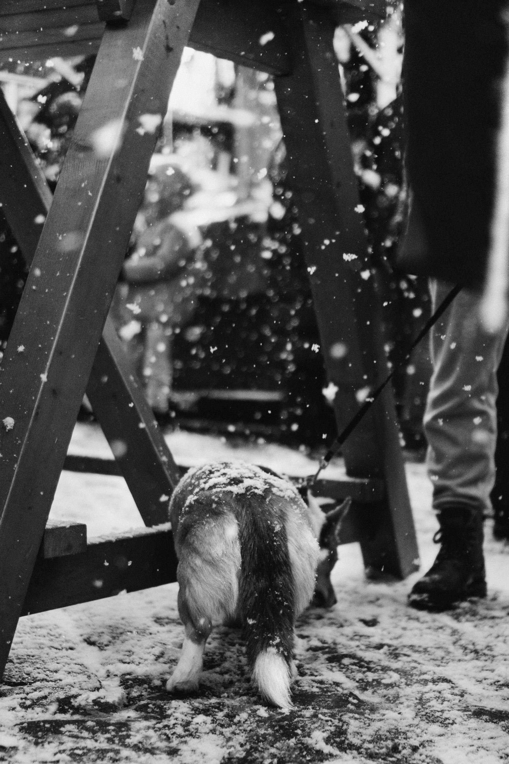 Dog Street Photography in Estonia. Kat Laisaar — Pet photographer in Tallinn