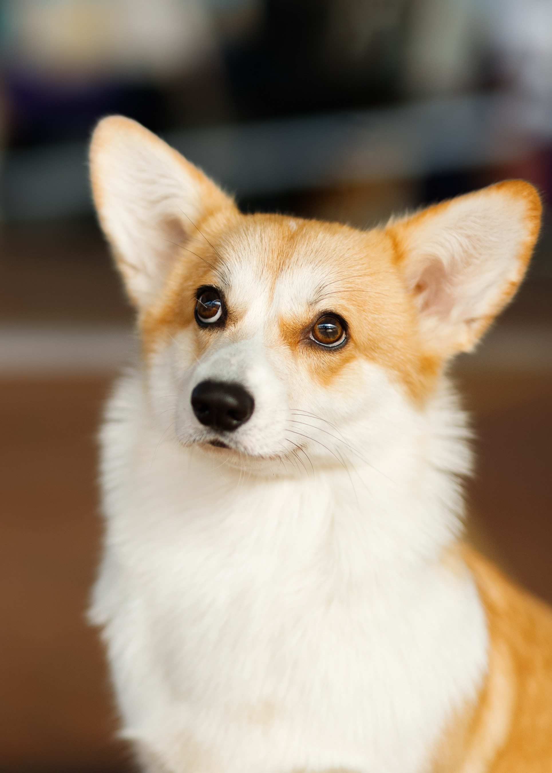 Dog shows | the best ones. Kaja | fotograf psów we Wrocławiu