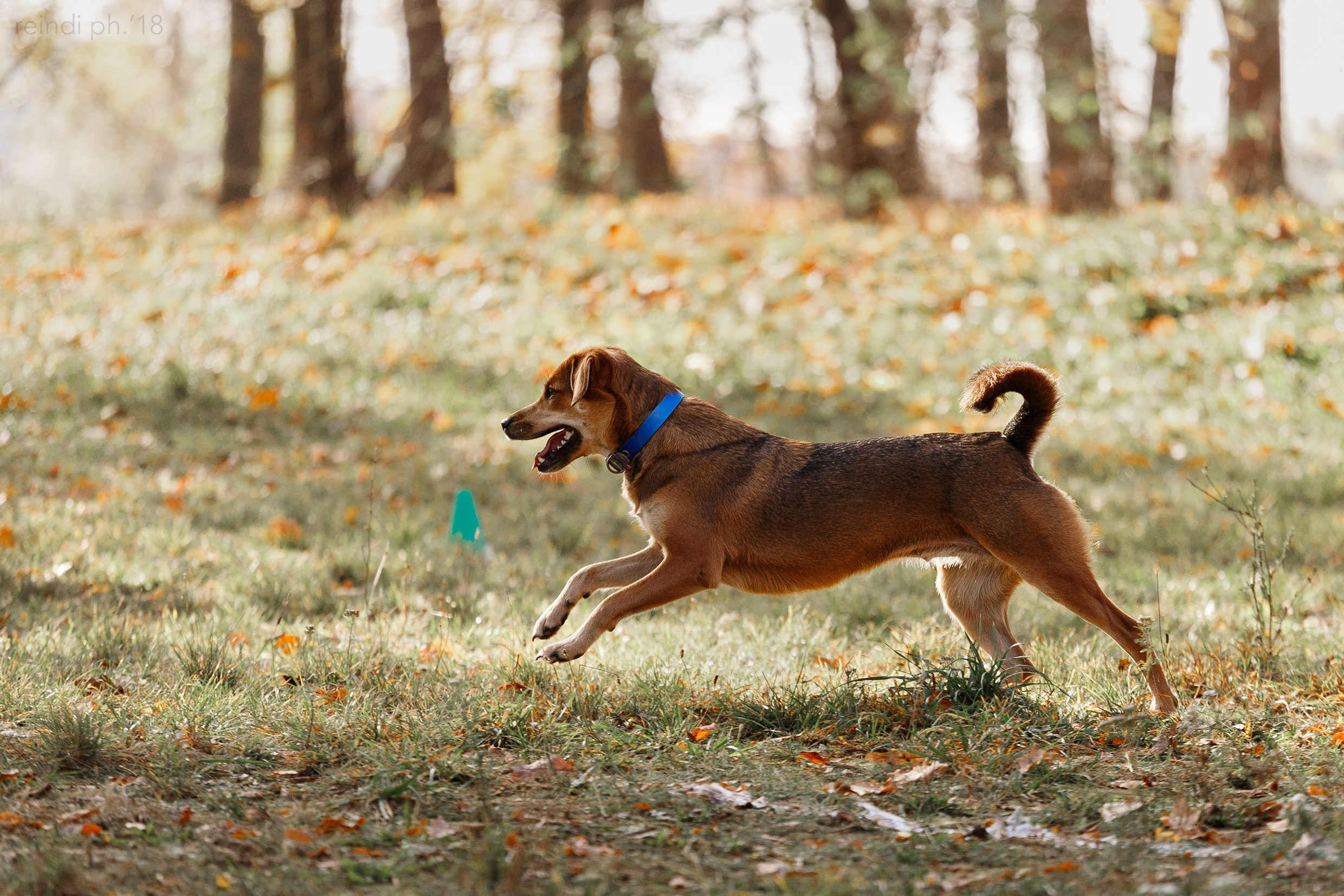 Frisbee and dog puller championship | autumn. Kaja | fotograf we Wrocławiu | ludzie i psy