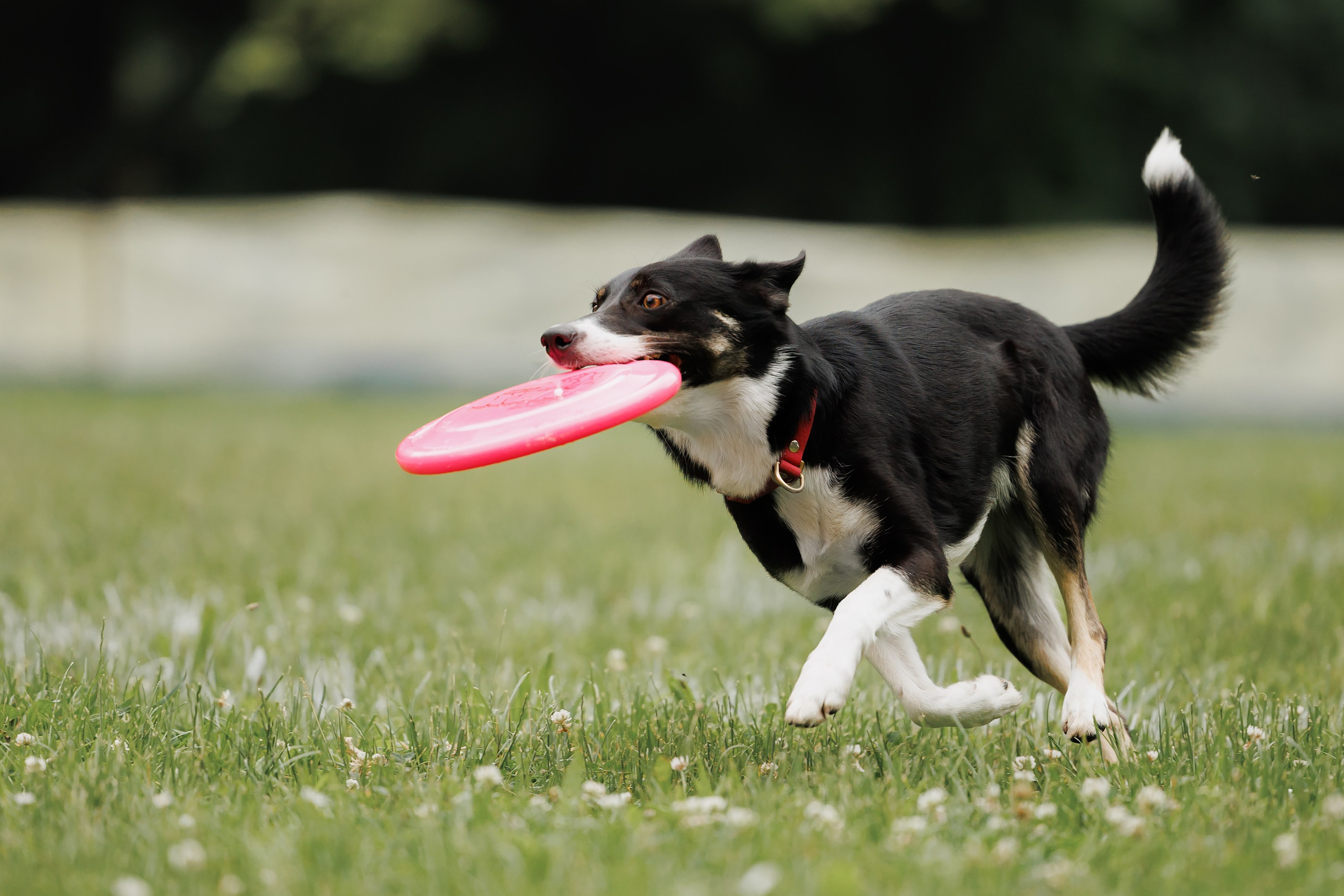 Latające psy, Wrocław'25. Kaja | fotograf psów we Wrocławiu