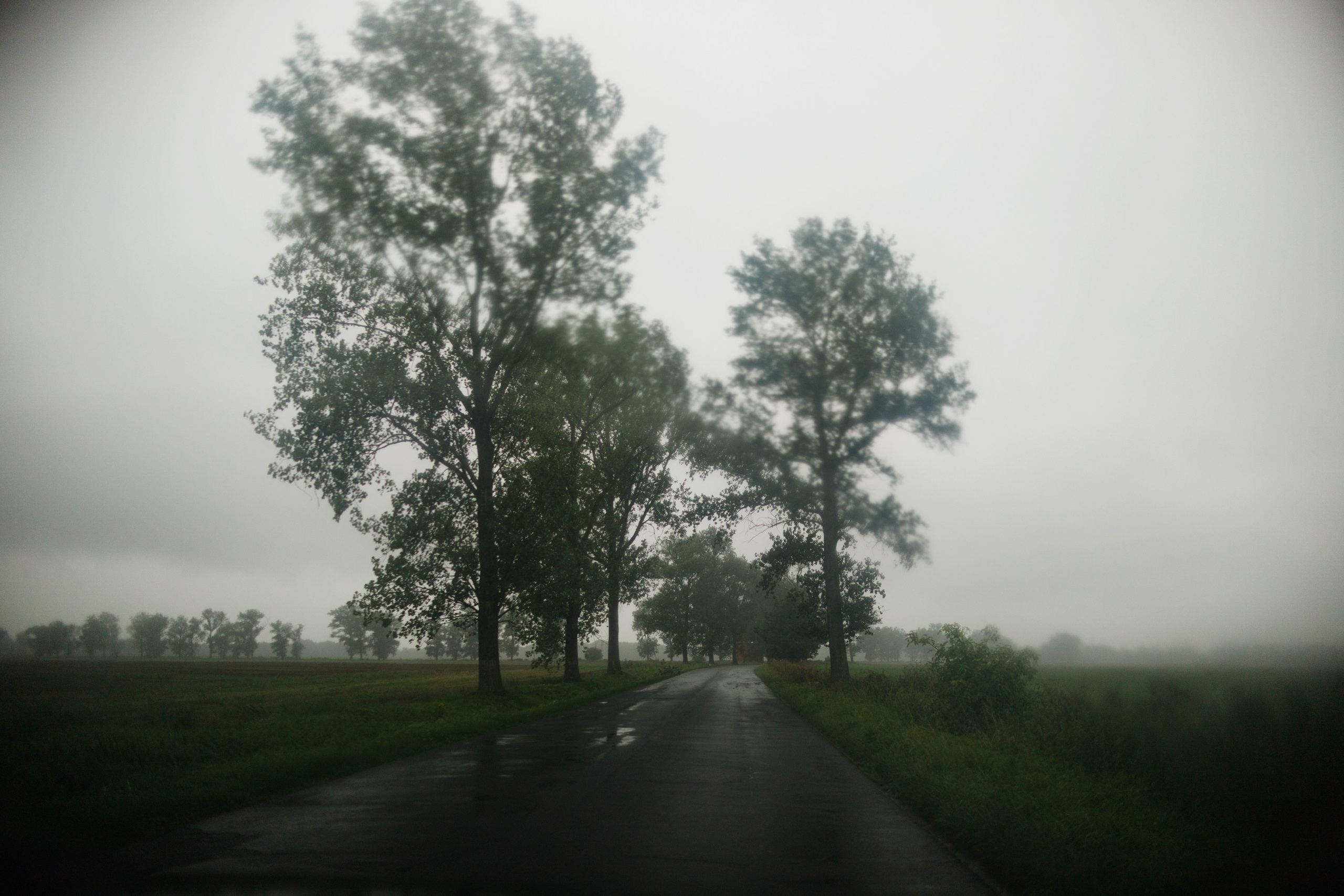 Zamek Grodziec. Kaja | fotograf psów we Wrocławiu