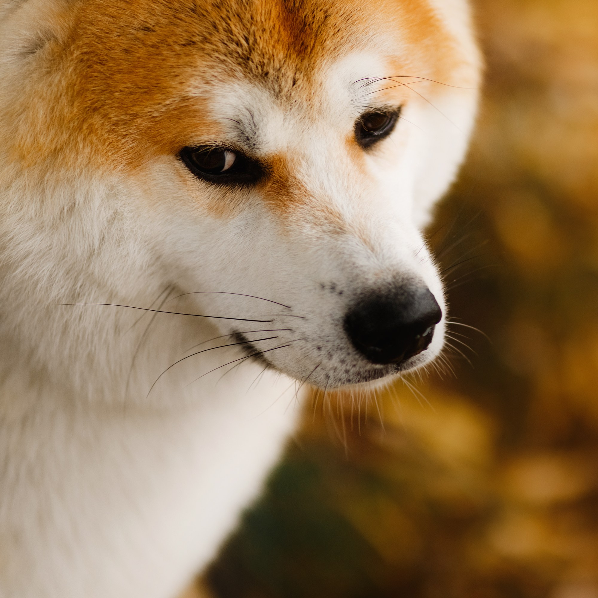 Maria & Kenji. Kaja | fotograf we Wrocławiu | ludzie i psy