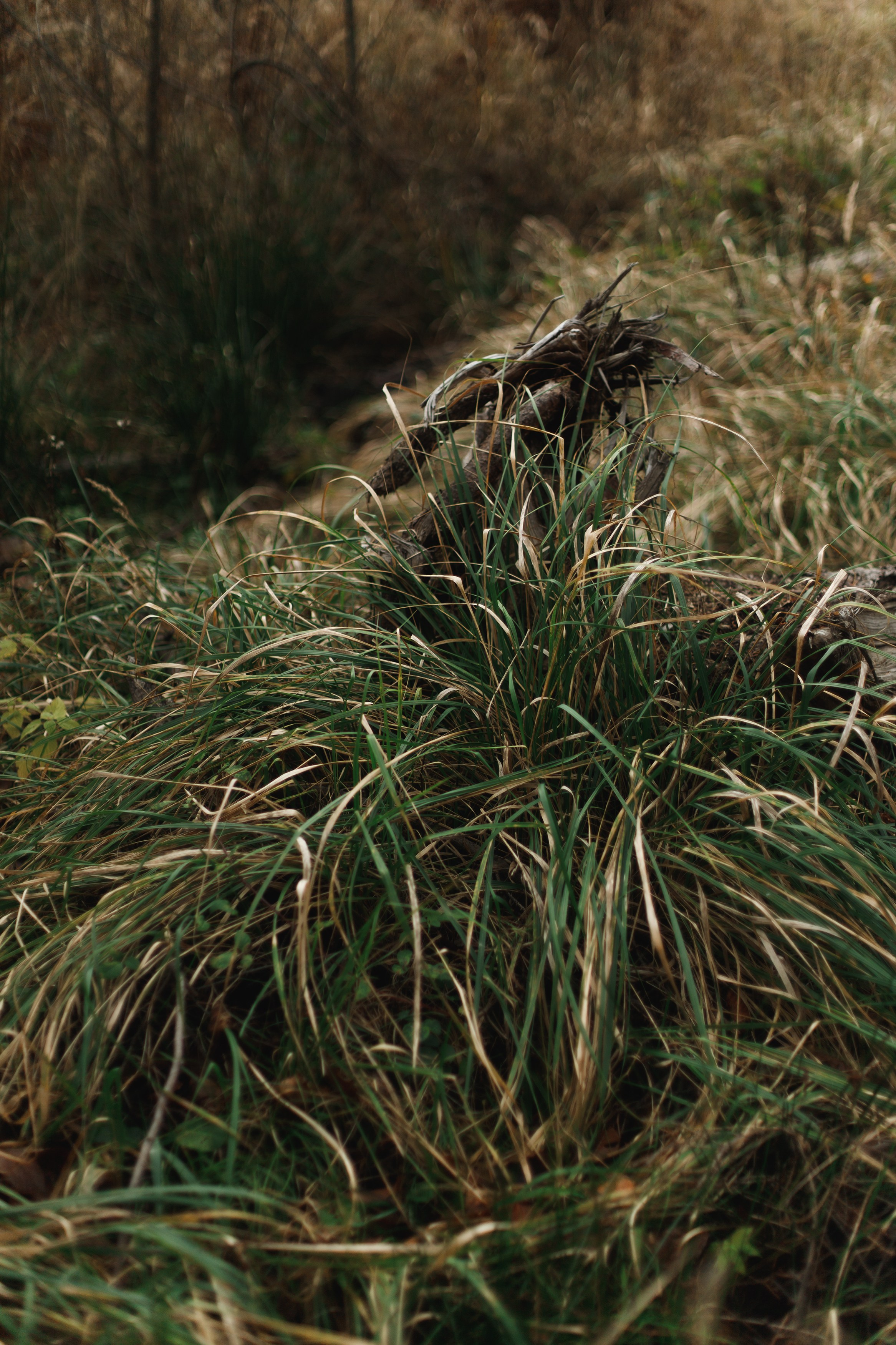 Sowie góry. Kaja | fotograf we Wrocławiu | ludzie i psy