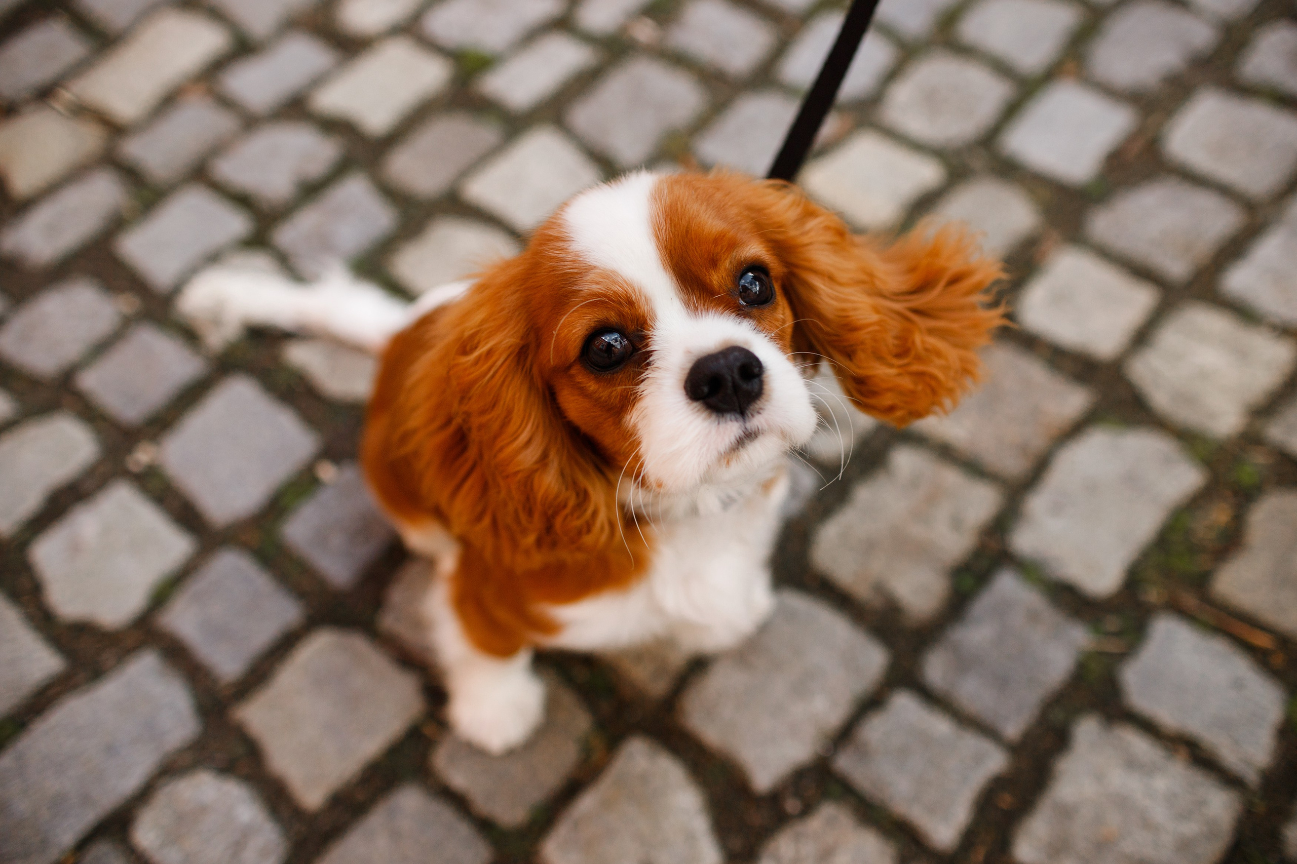 Uliana i Franklin. Kaja | fotograf we Wrocławiu | ludzie i psy