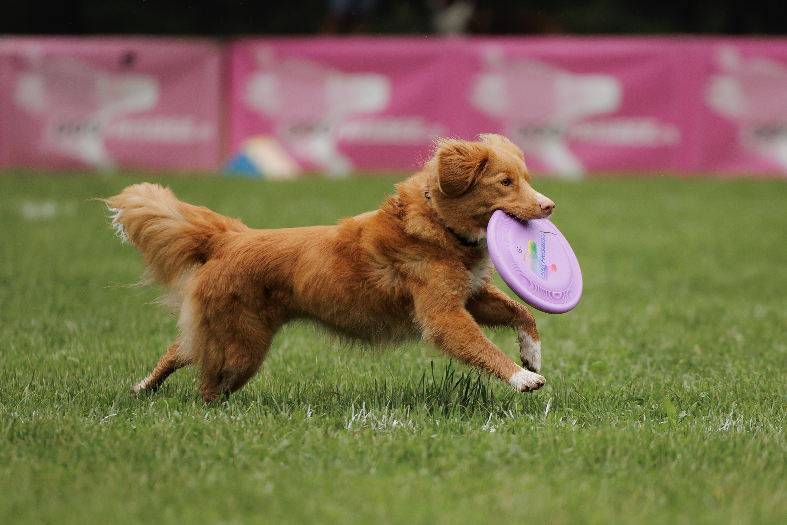 Latające psy, Wrocław'25. Kaja | fotograf psów we Wrocławiu